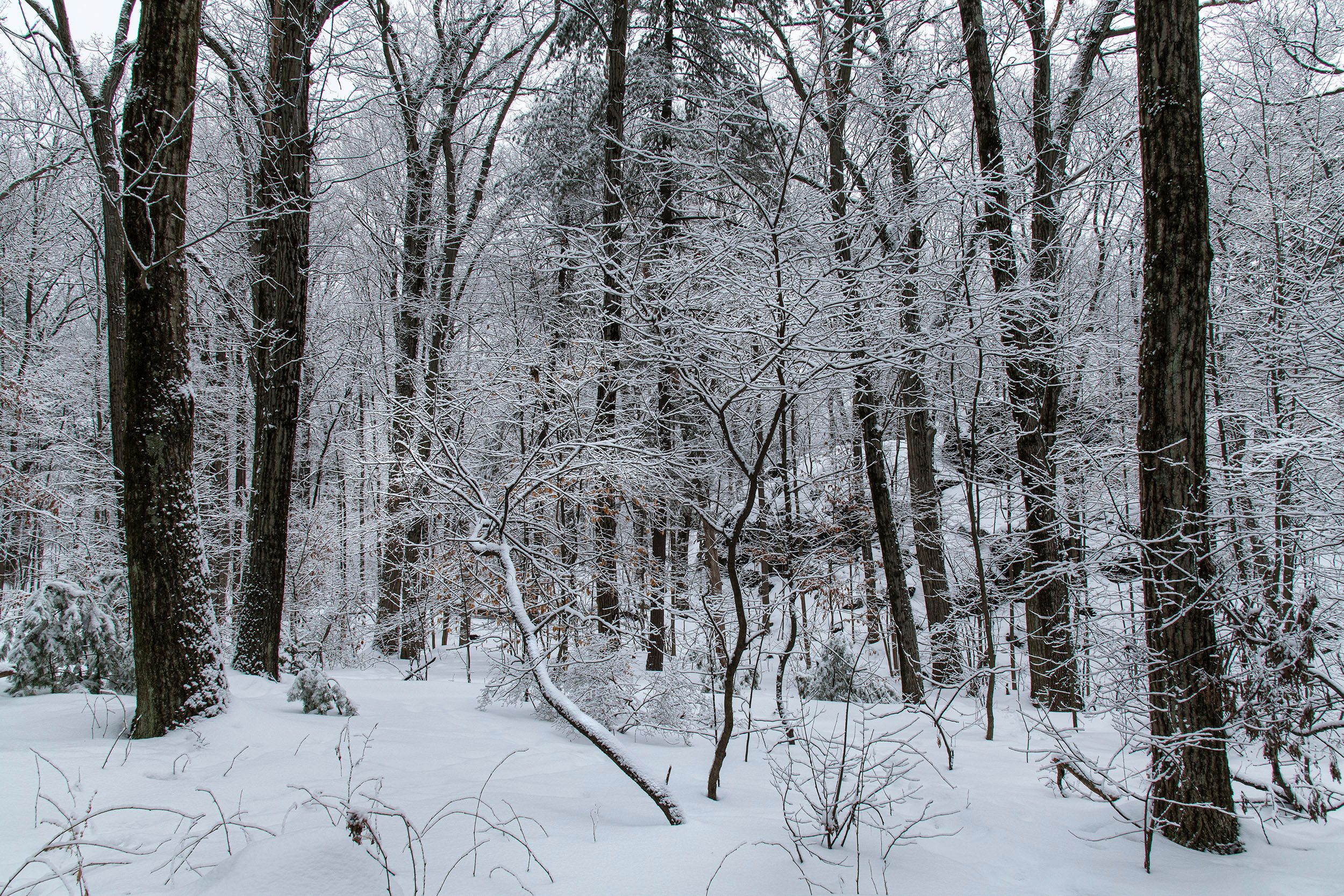Winter at Menotomy Rocks Park
