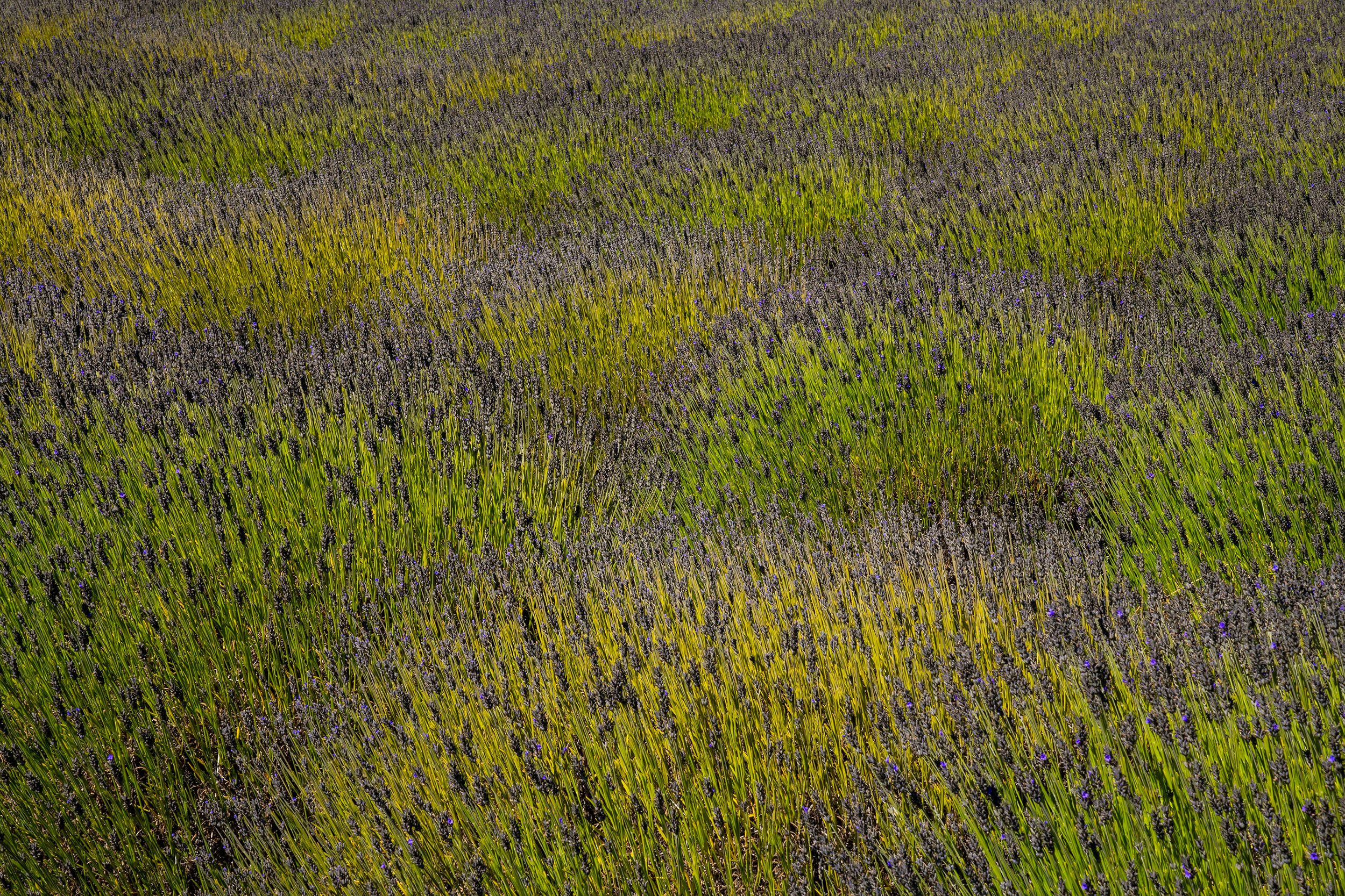 Lavender Field