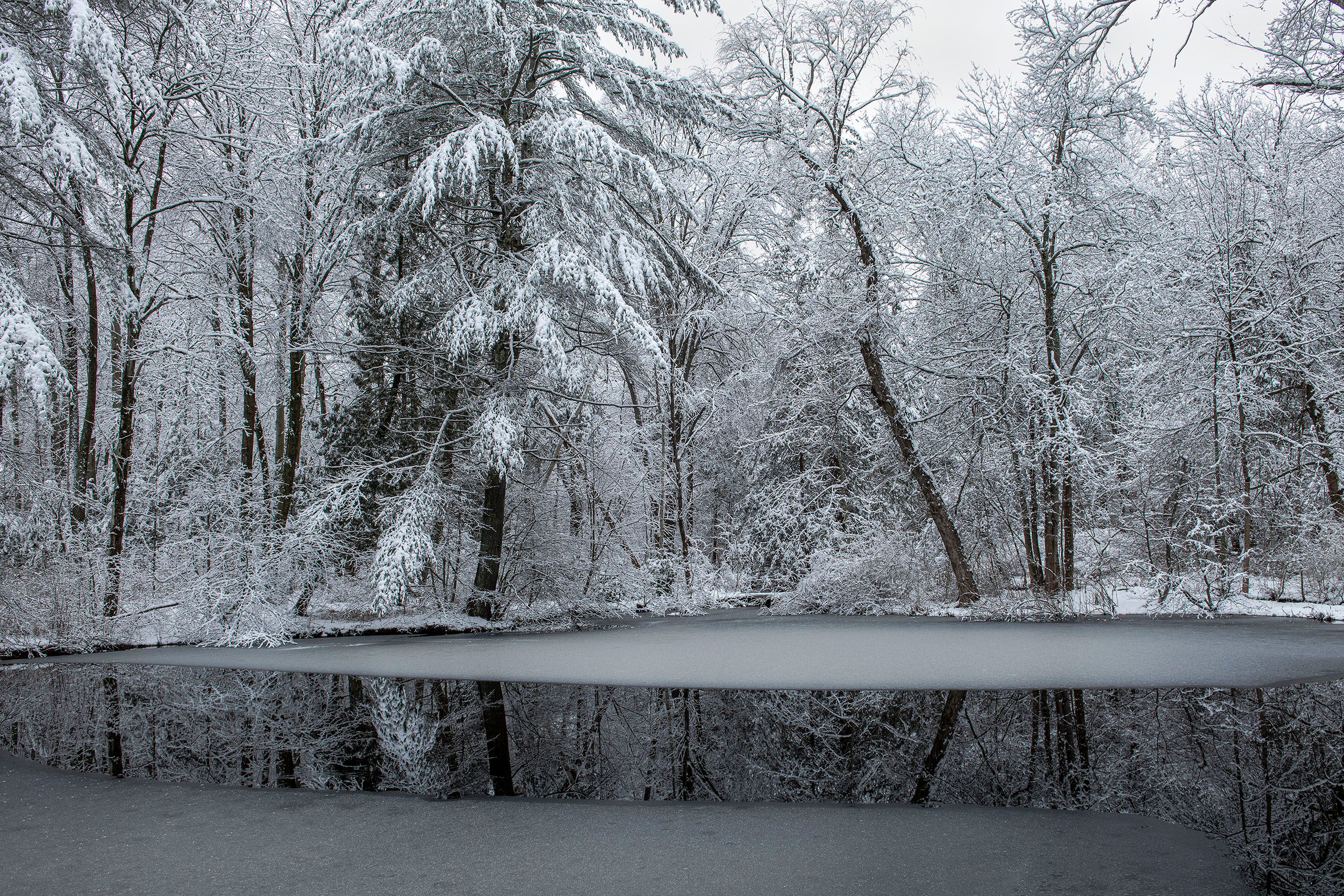 Pond and Woods in Winter