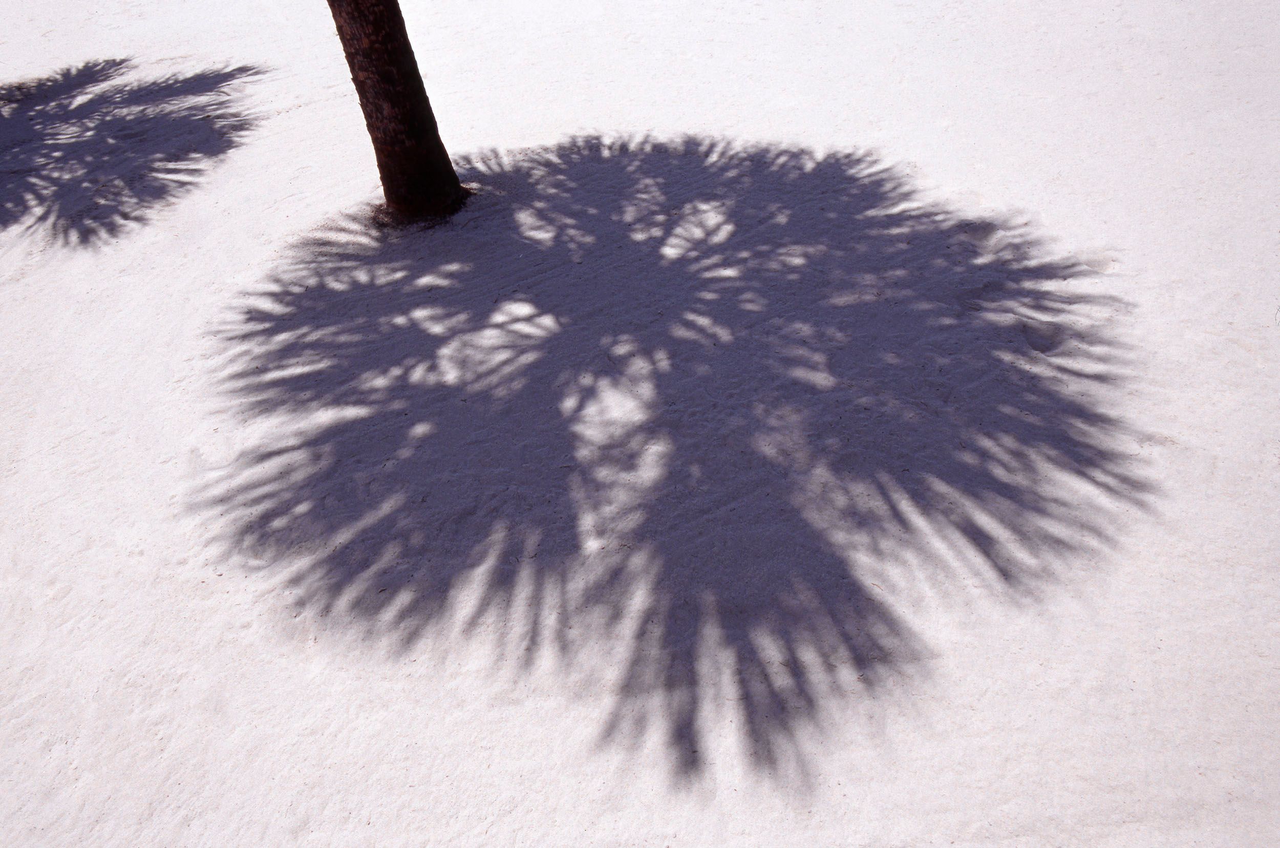 Palm Tree with Shadow 