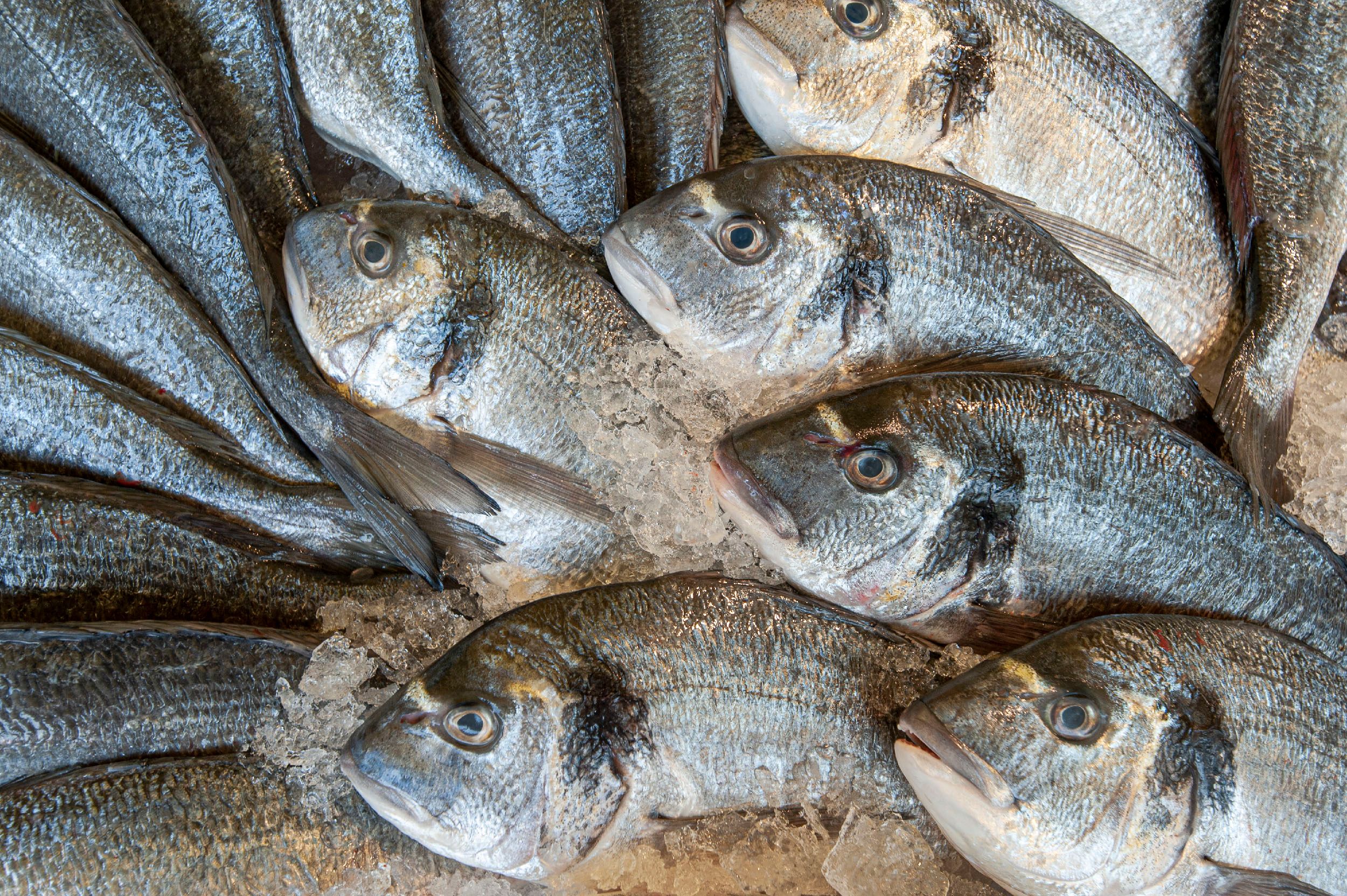 Steven Edson is an editorial and documentary photographer who captures essential moments around the world. Boston Commercial Photography