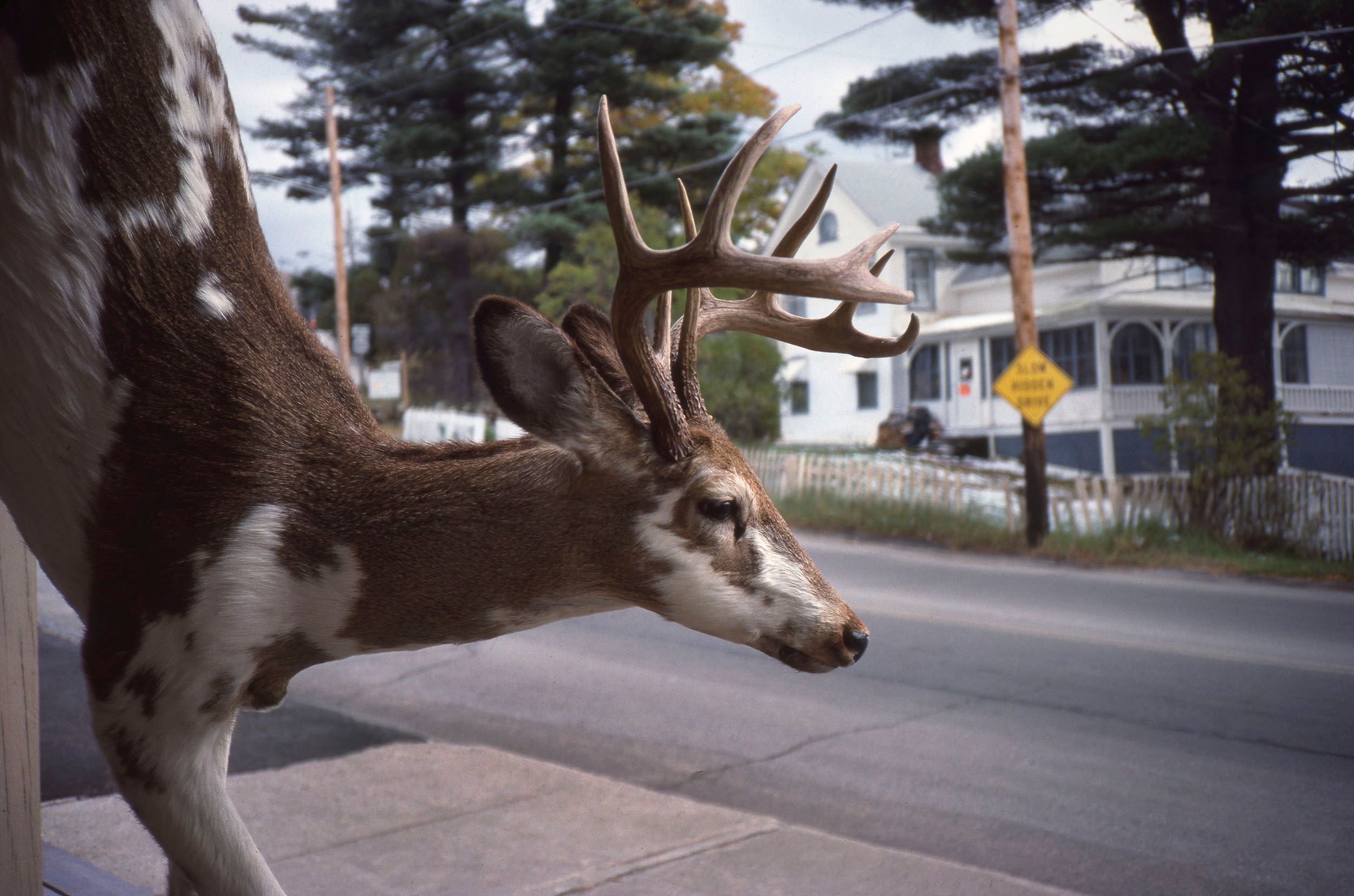 1980-2000 Color Photographs