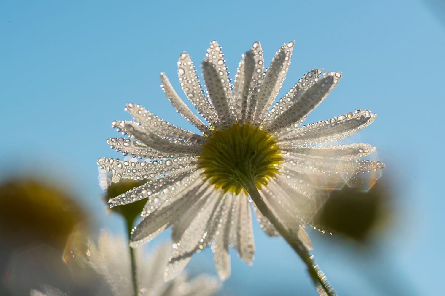 Daisy with Morning Dew