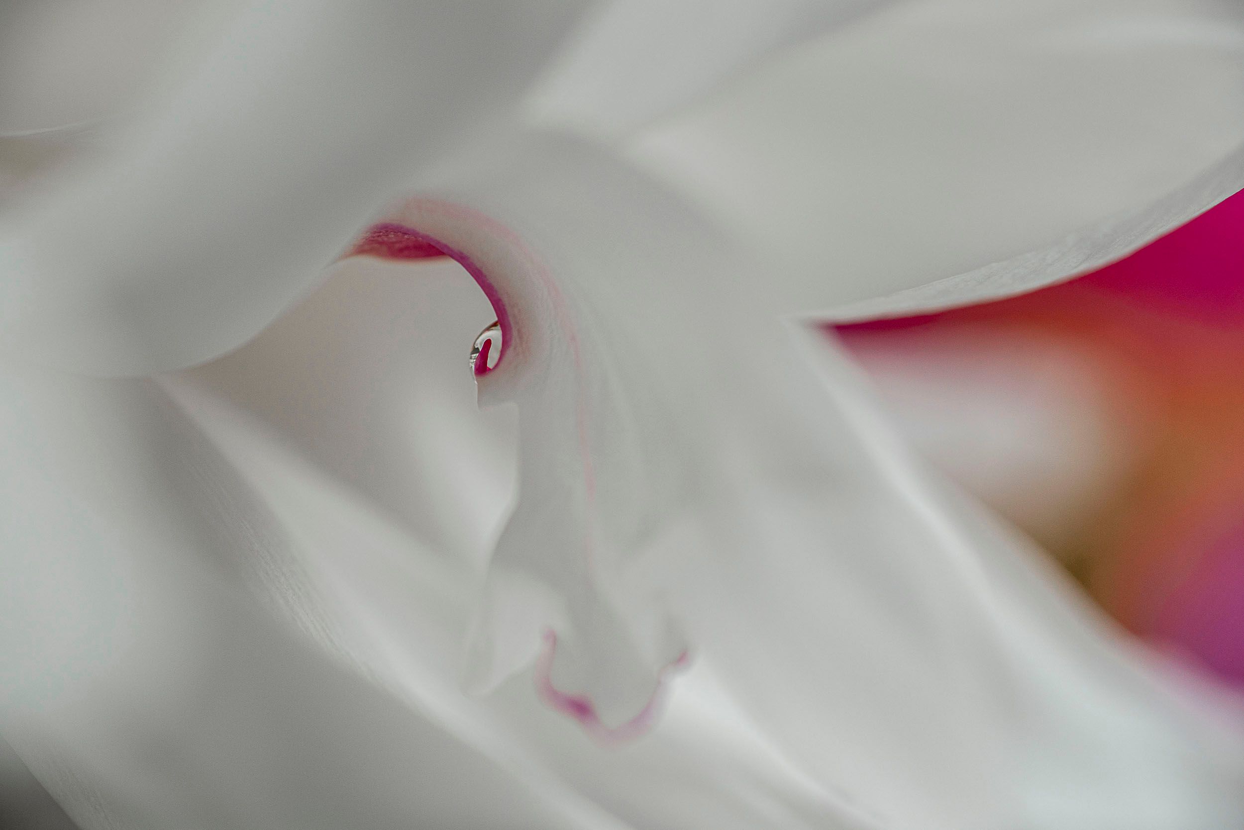 Peony with Water Droplet
