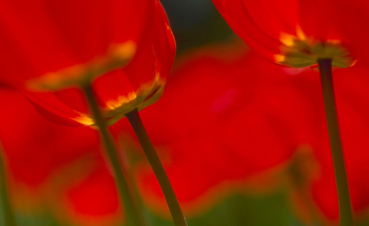 Red Tulips