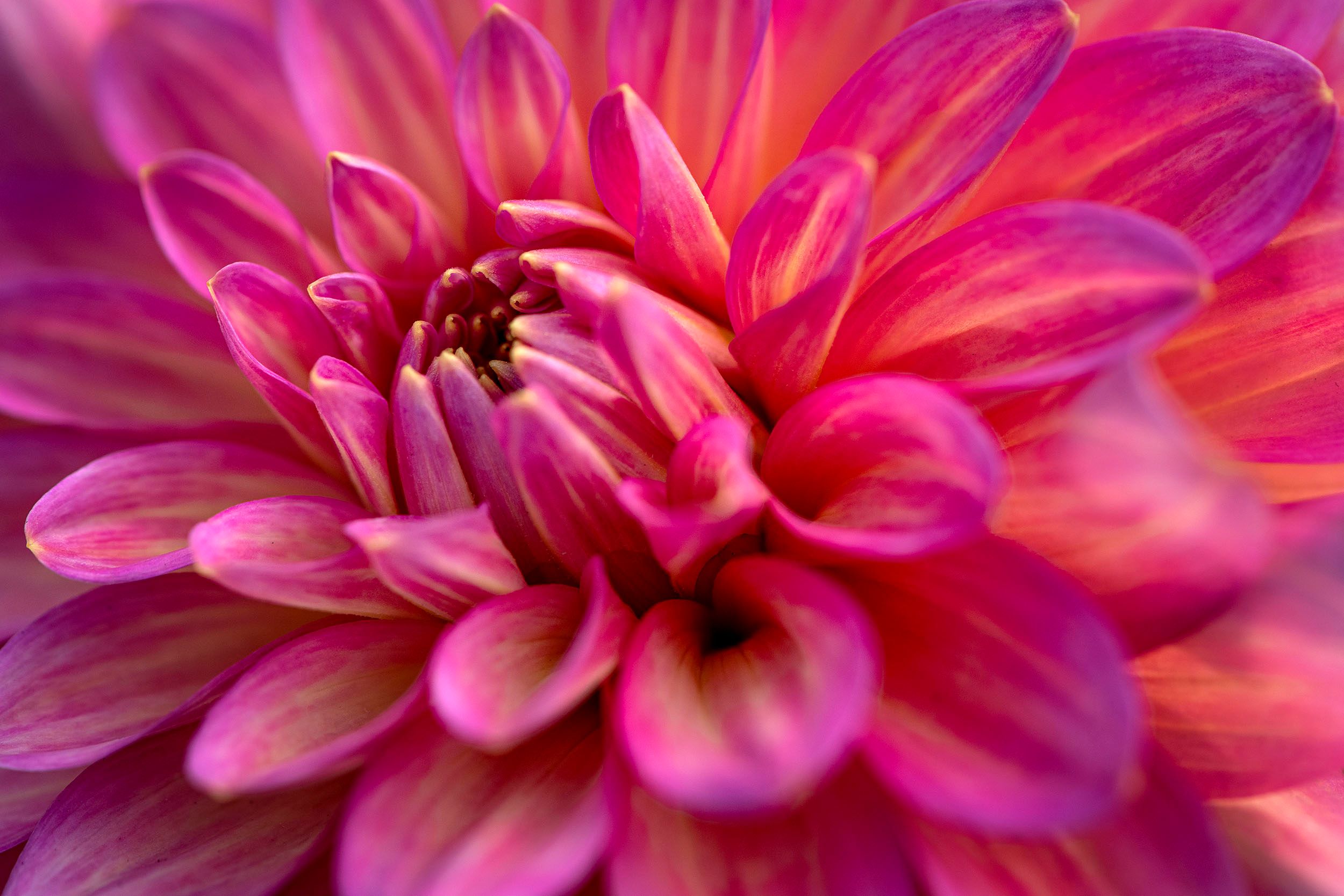 Dahlia