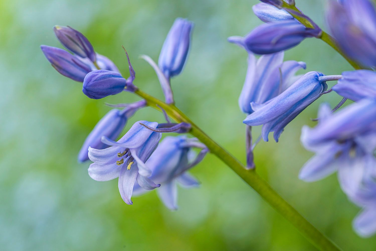 Wood Hyacinth