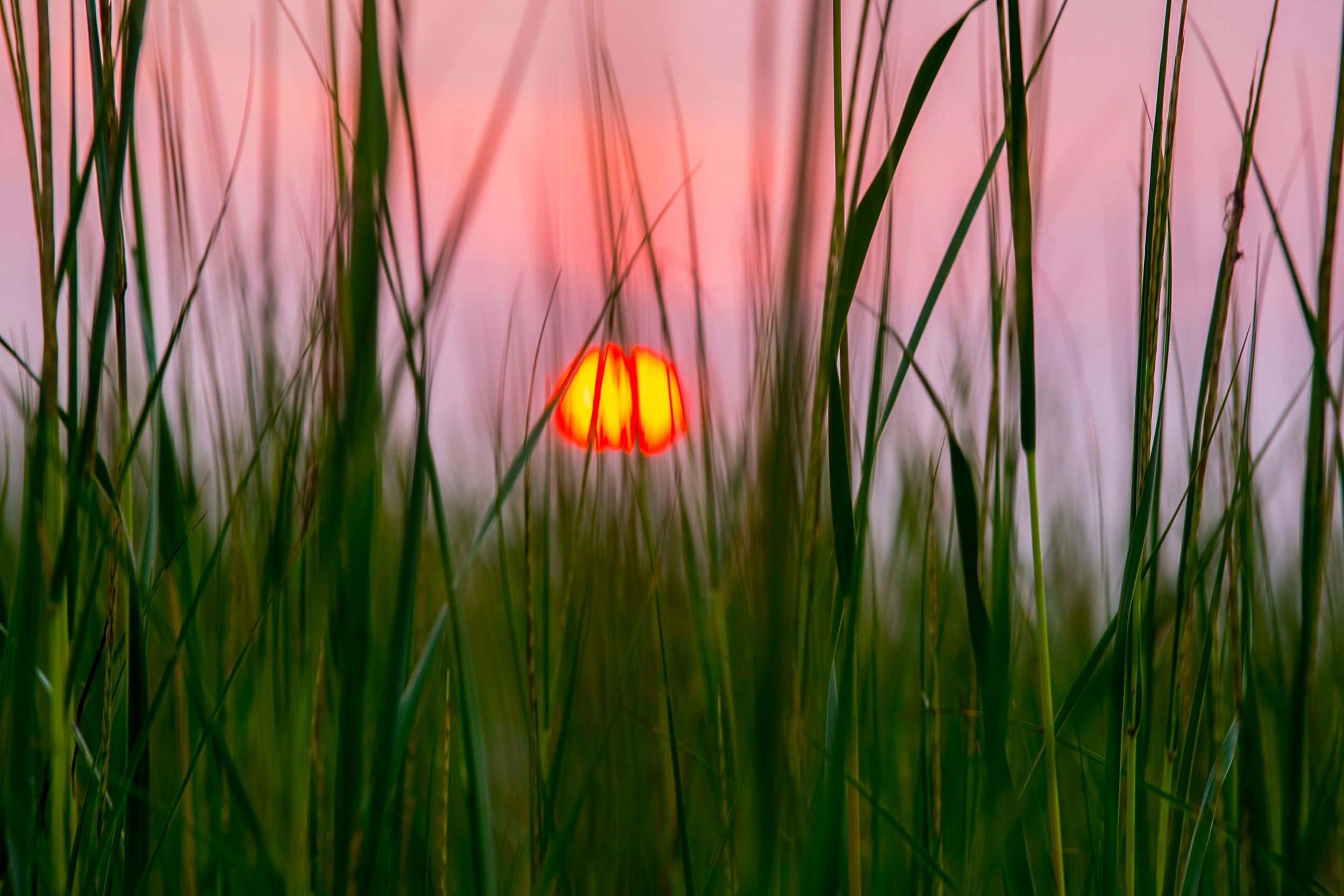 Sea Grass at Sunrise