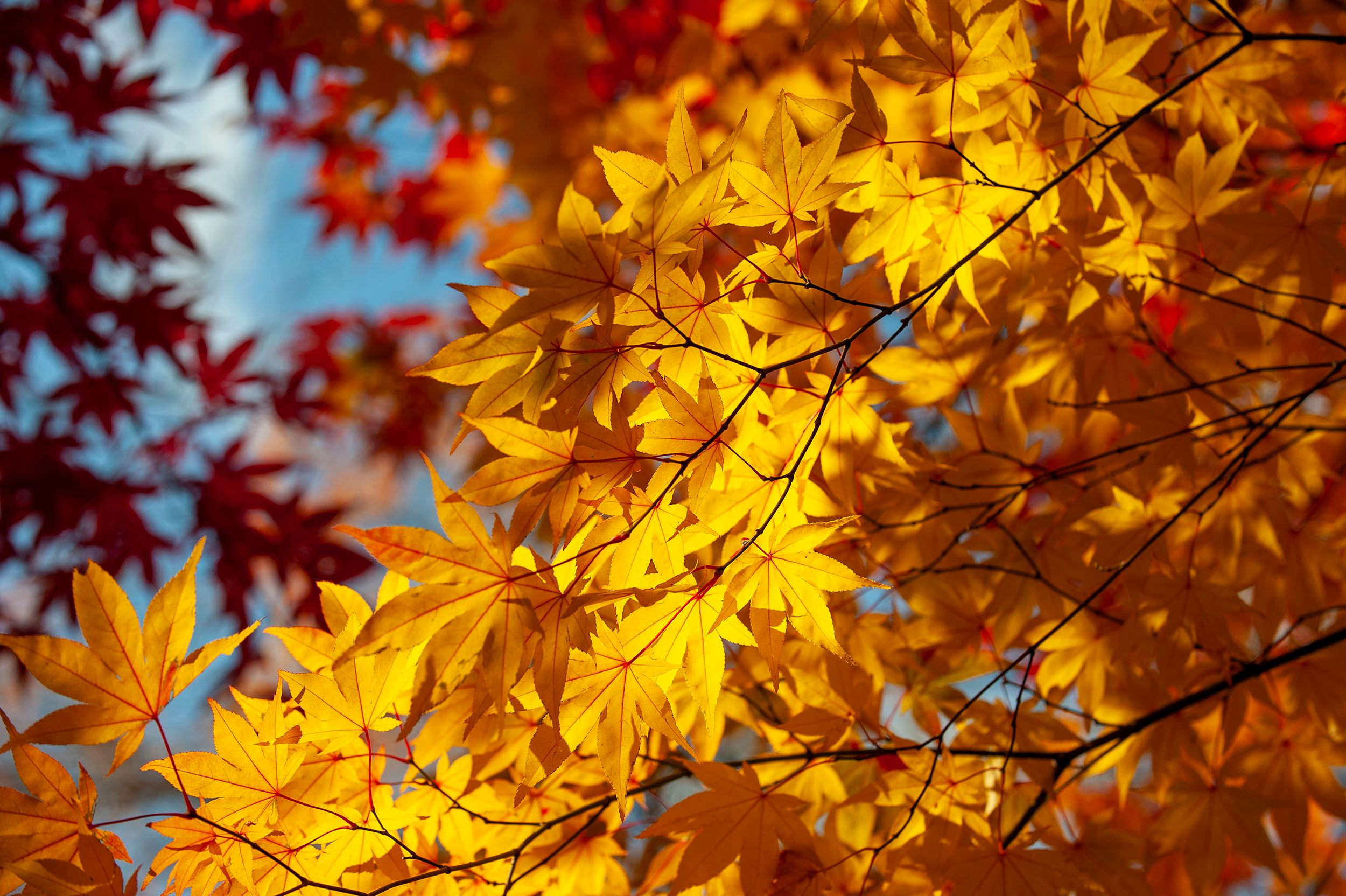 Red Maple Leaves_DSC1685 D.jpg