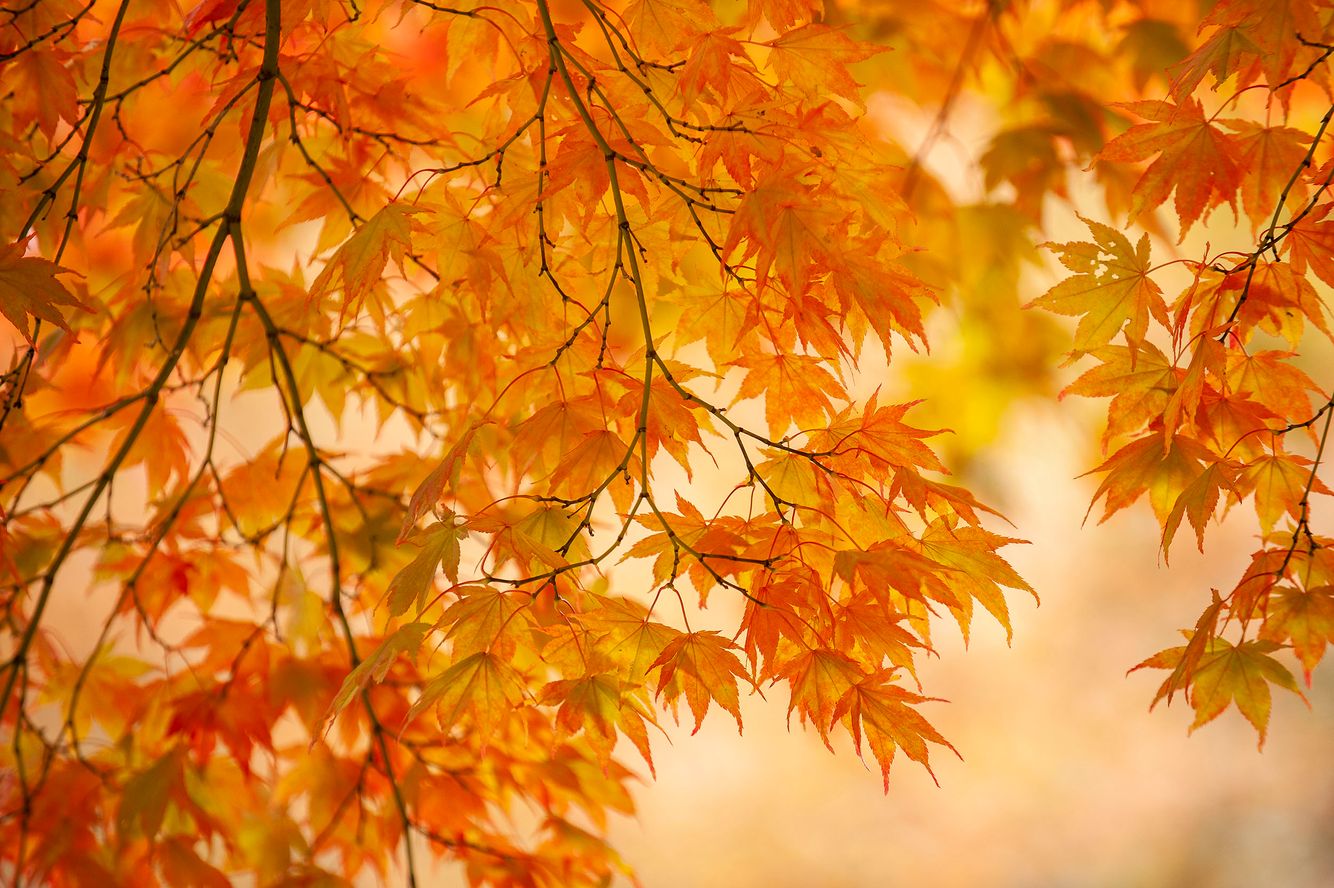 Whispers in the Wind