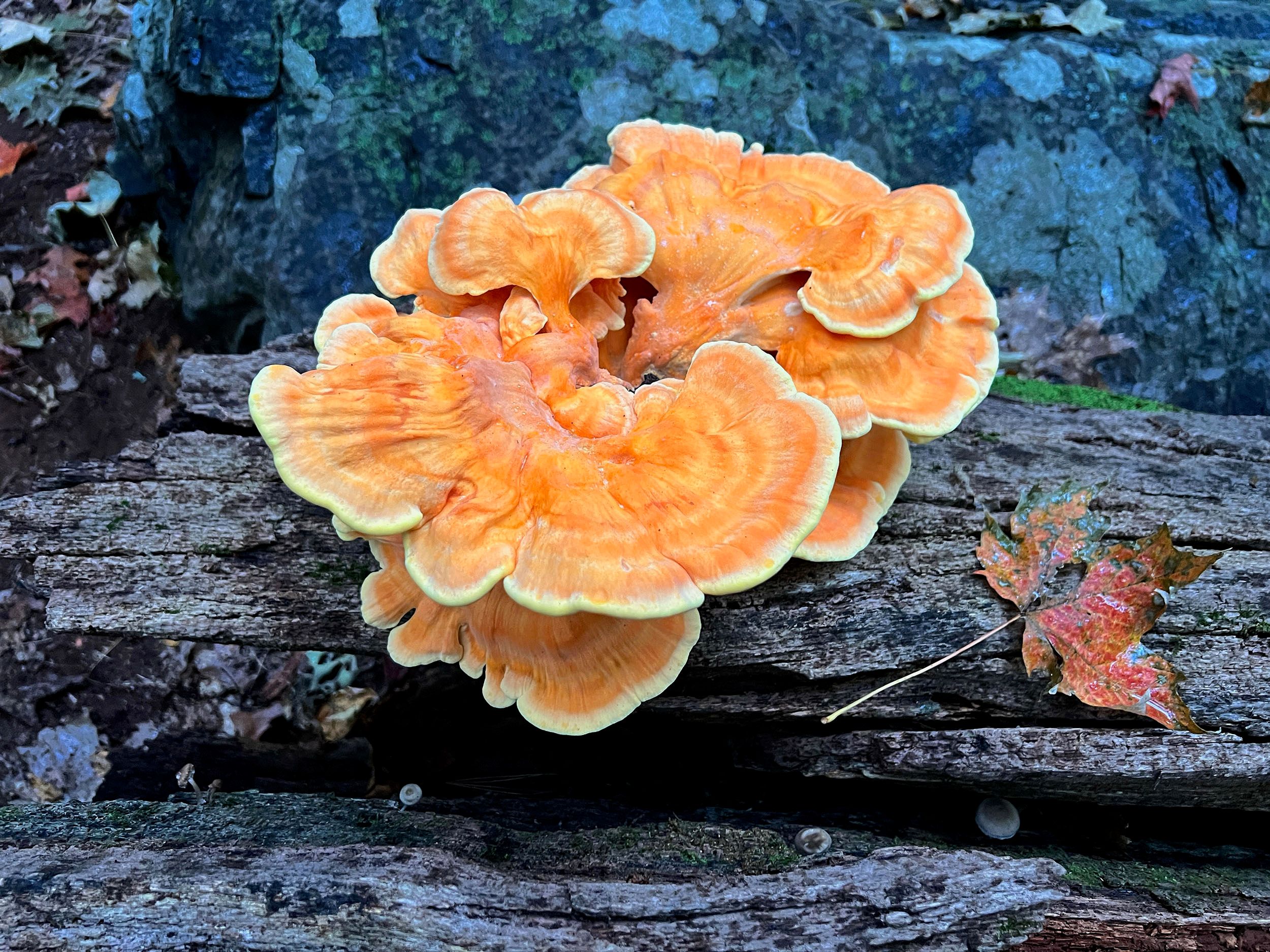 Chicken of the Woods