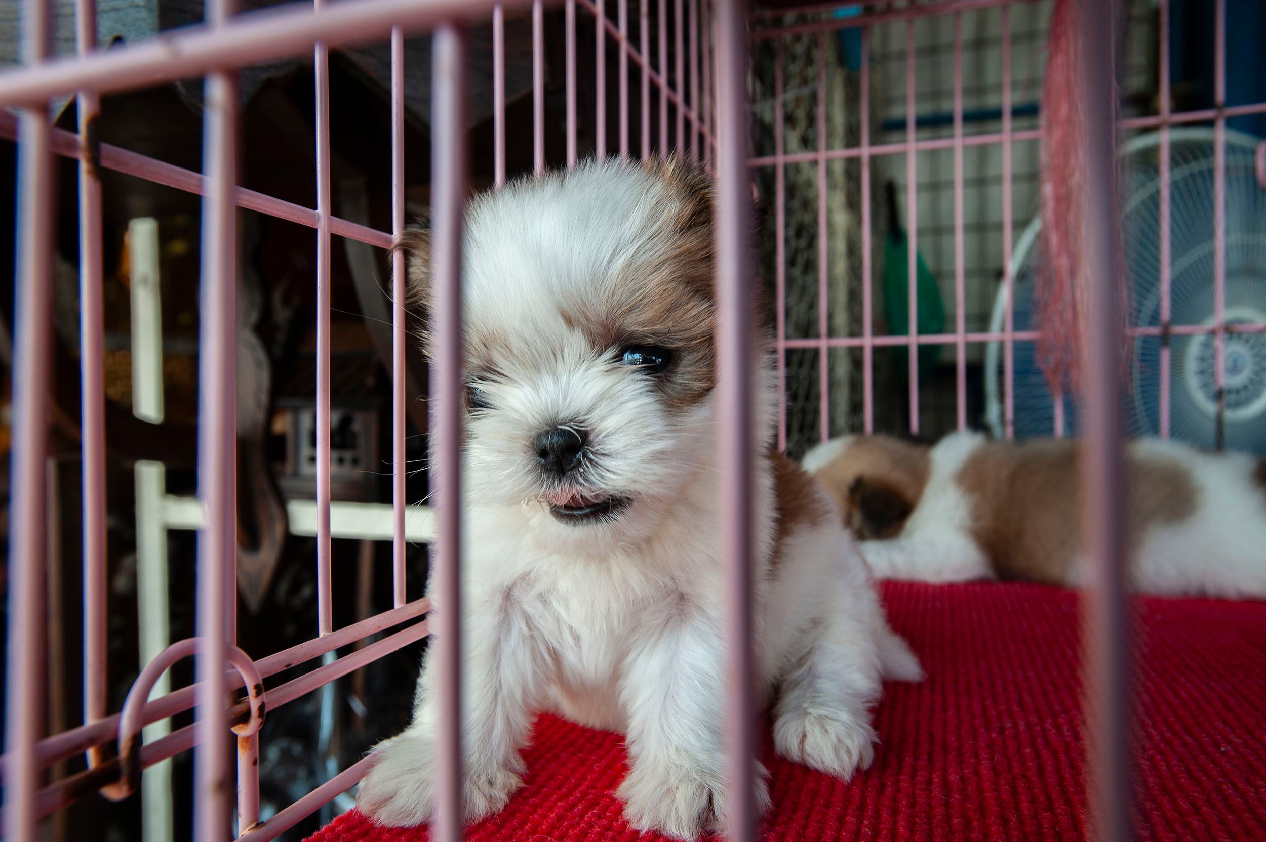 Puppies for sale at the flea market, Thailand Bizarroland