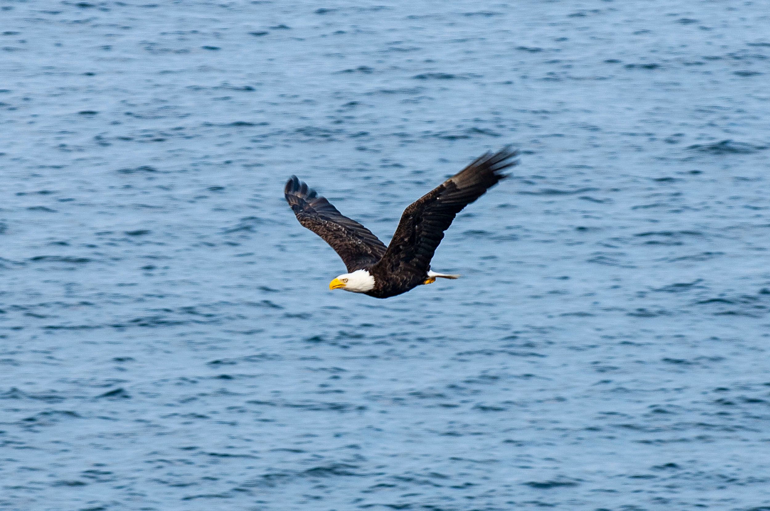 Award winning and published documentary photographer Steven Edson is a creative documentary photography working for editorial, advertising, and corporate clients in Boston and around the world. Boston Wildlife Photography