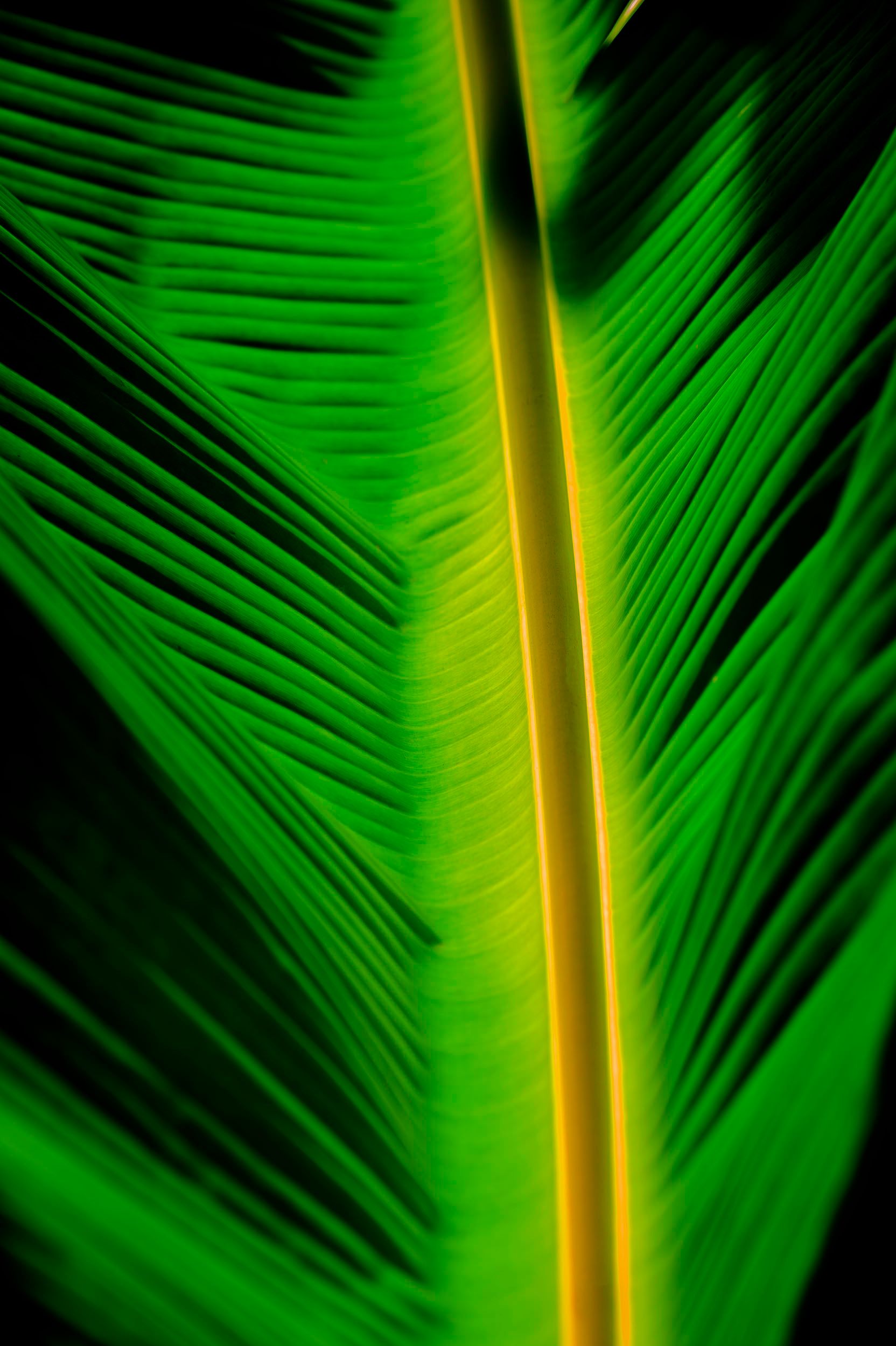 Banana Leaf