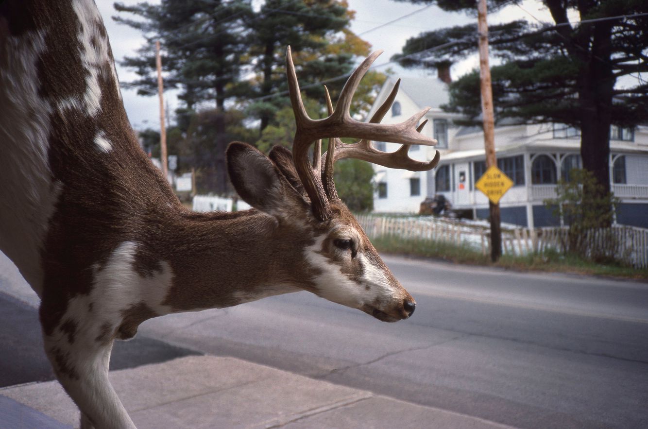 1980- 2000: Color Film Photographs