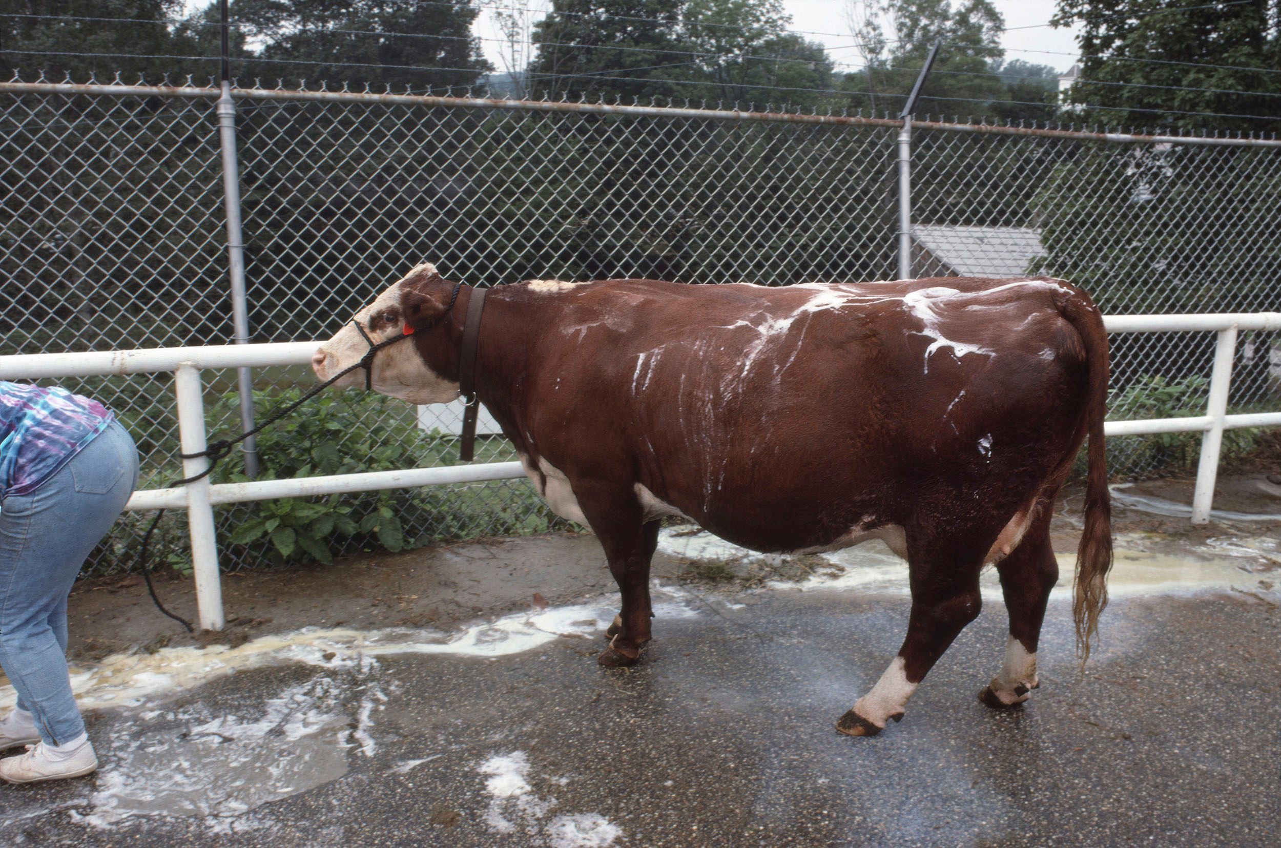 Cow Being Washed 