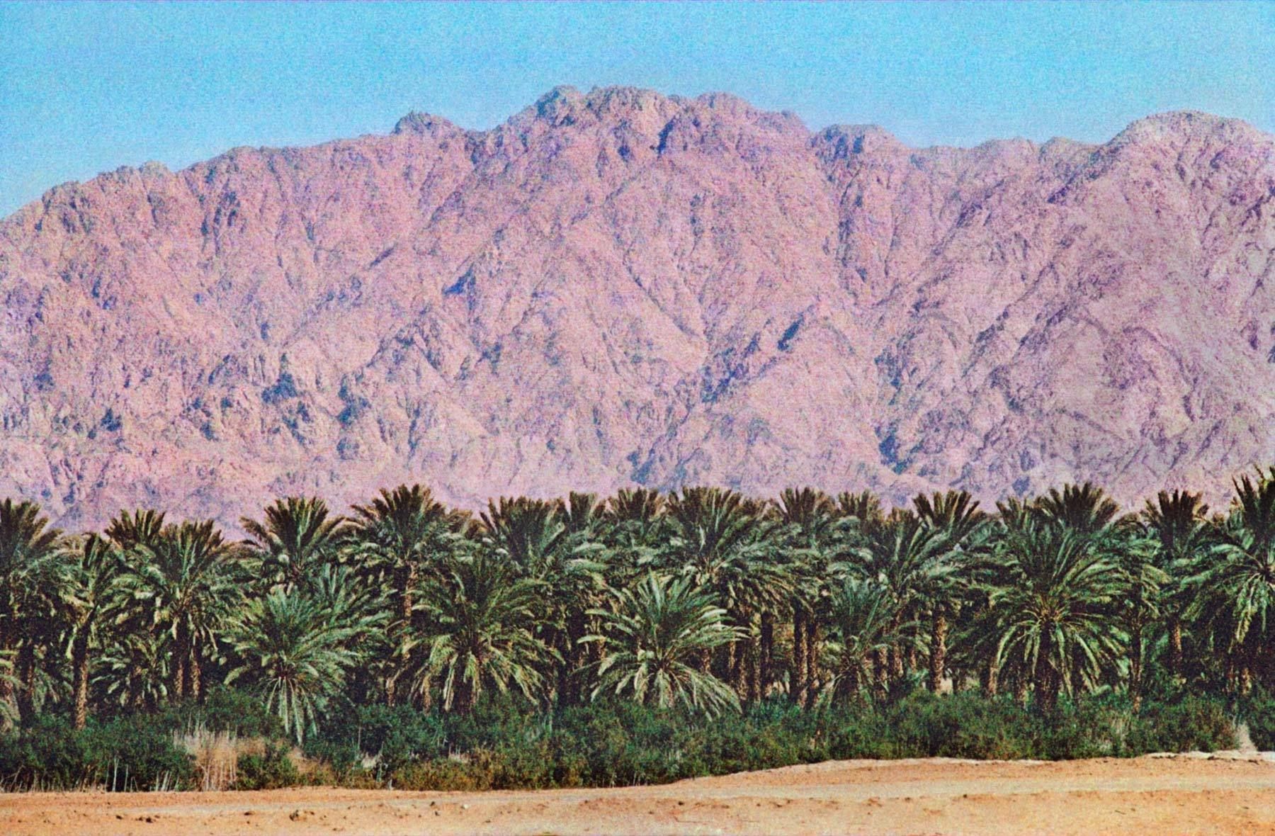 A grove of date palms along the Jordan Valley between Aqaba and the Red Sea port of Eilat. Date Palms on the Red Sea