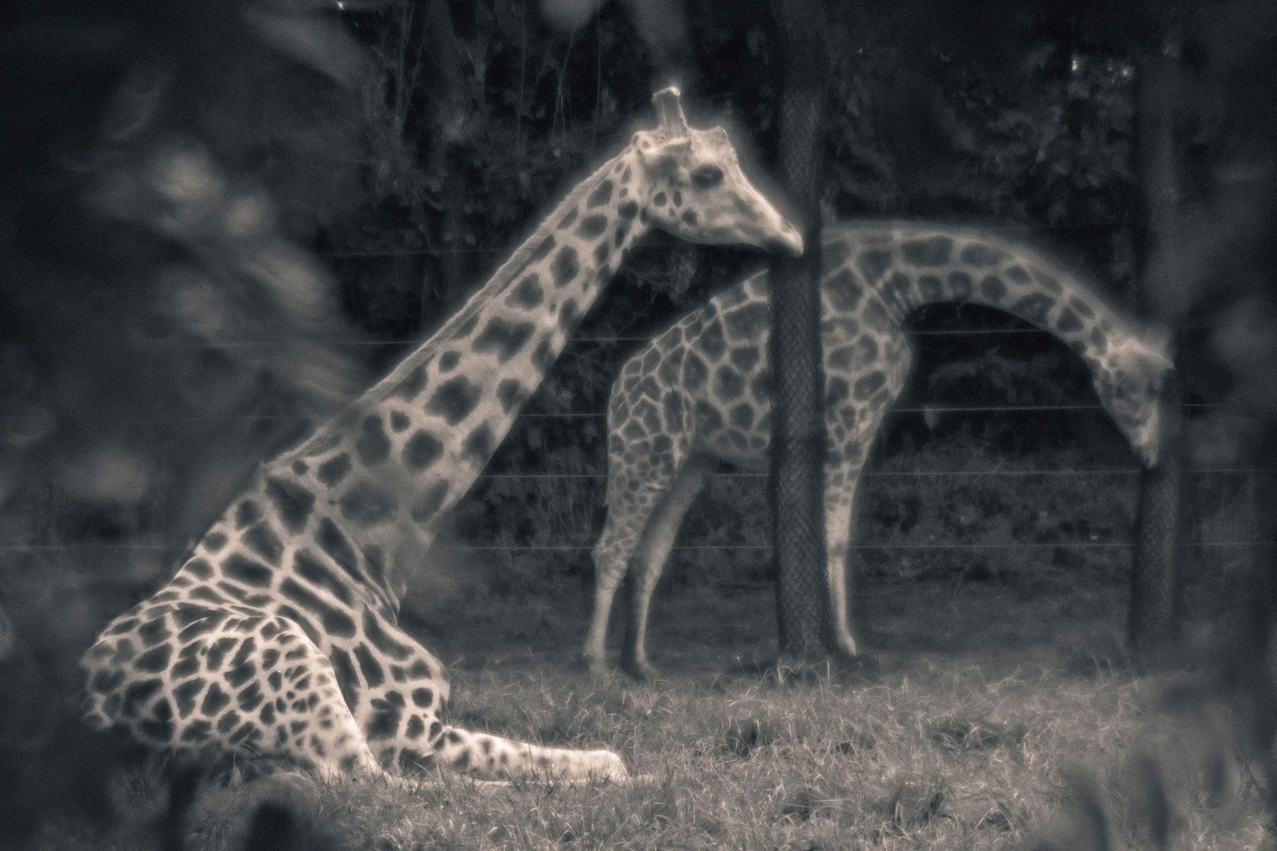 1giraffe_bending_sh_copy