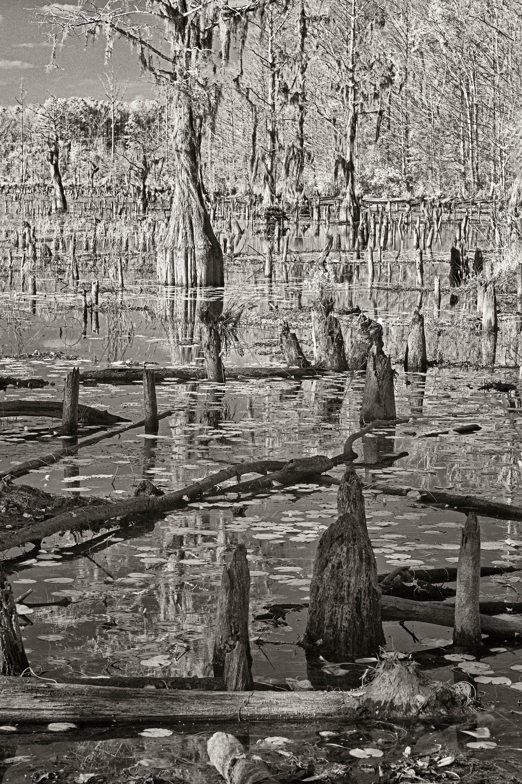 _DSC1730_DxO_tone_szsh_flat copy 2.jpg