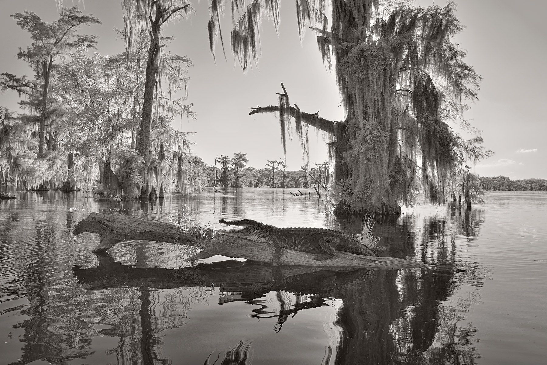 _DSC1553_DxO_BW_szsh_ltr_shad-copy.jpg