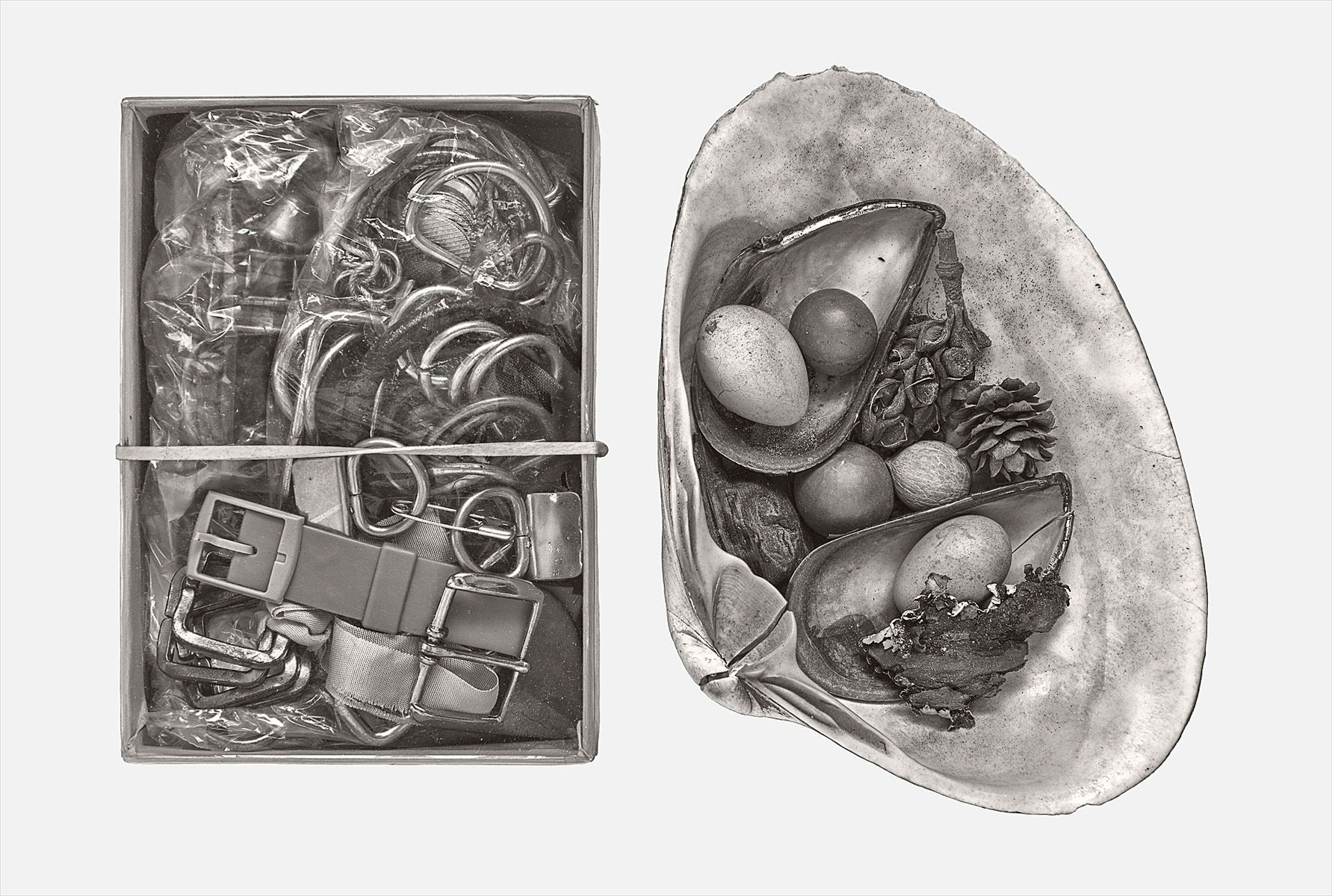 Buckles, Shells, and Eggs Buckles, Shells, and Eggs