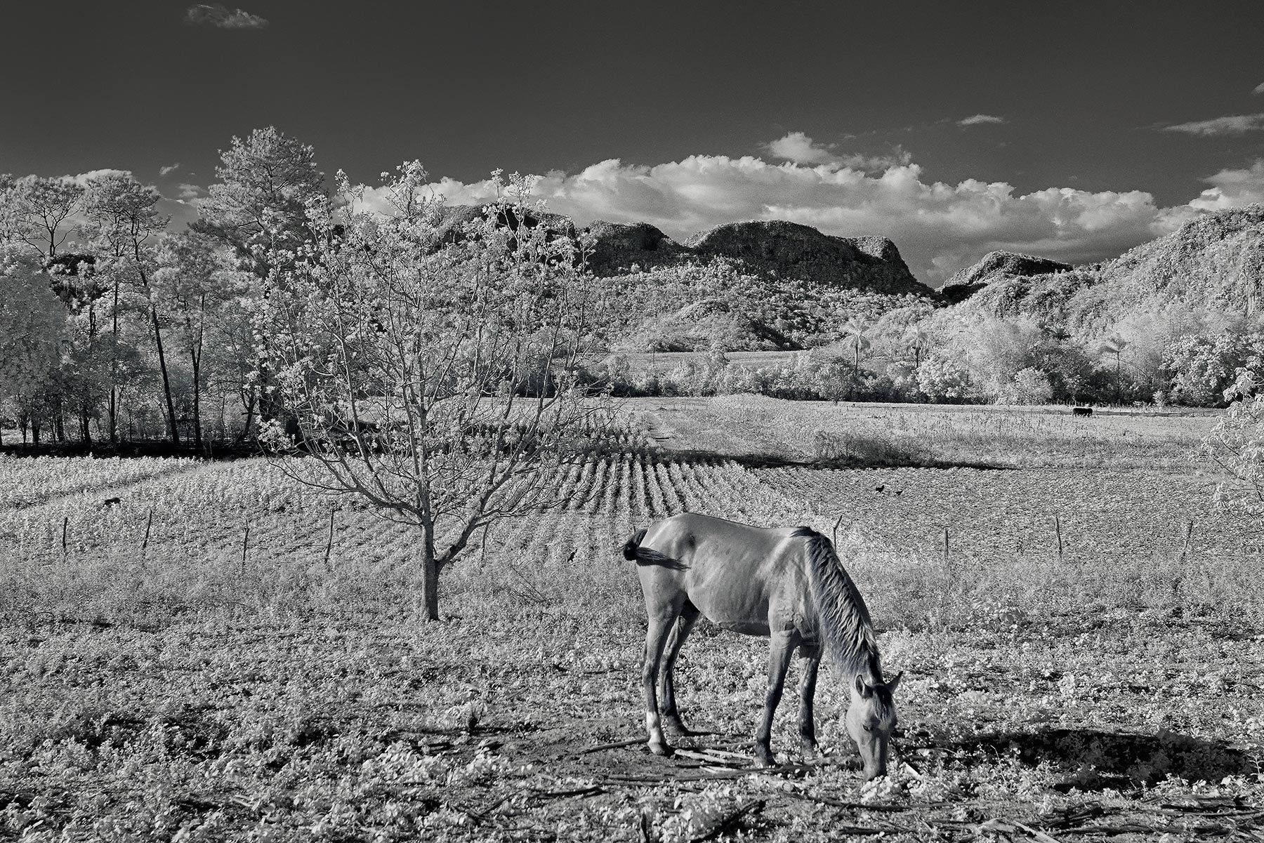 _DSC5632_DxO_szsh-copy.jpg