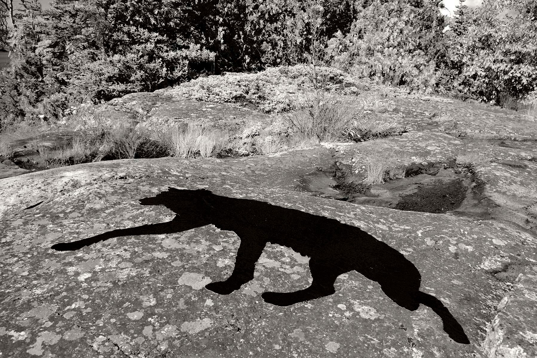 Missing Wolf, Scoville Point