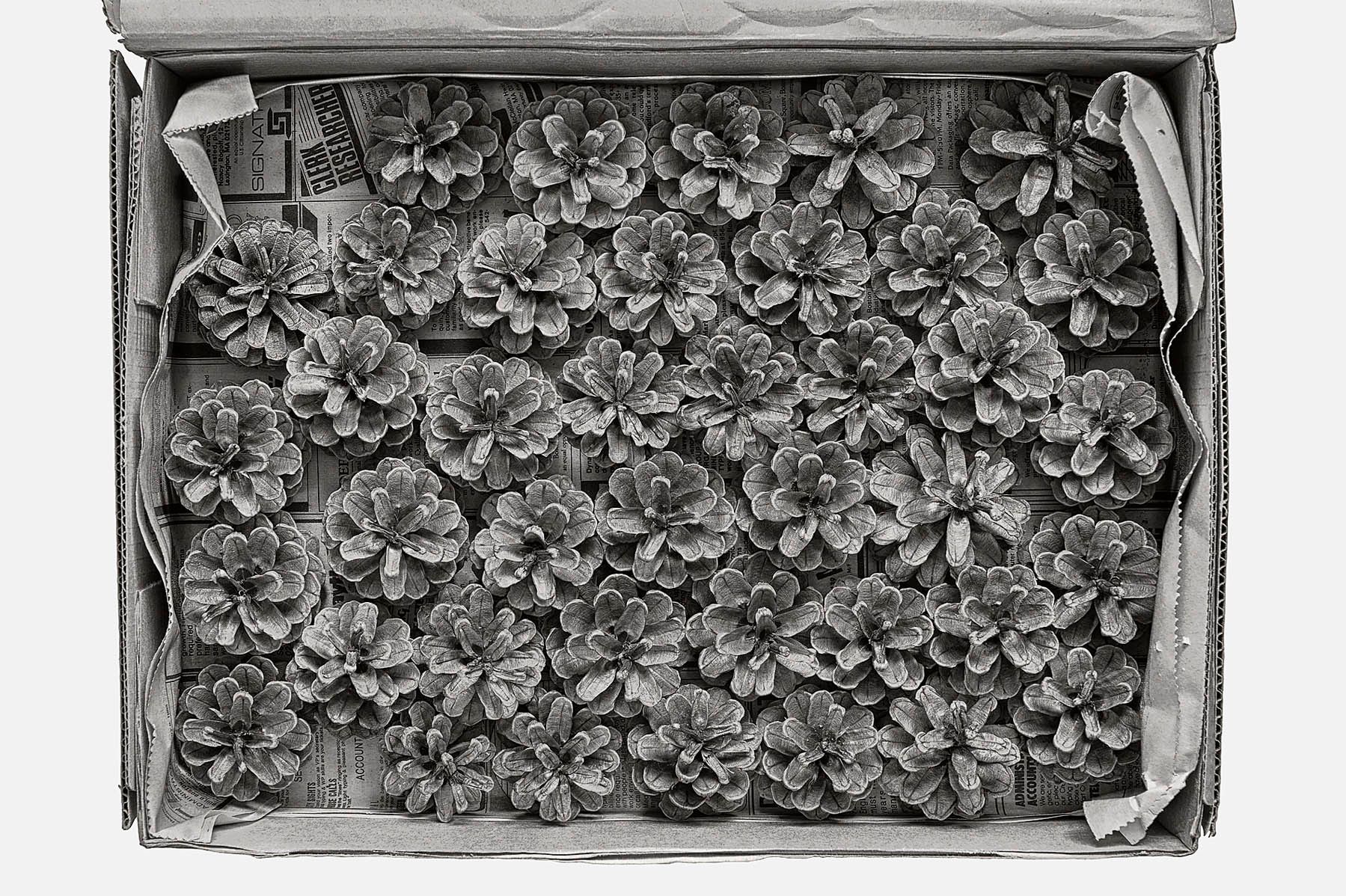 Pine Cones for Christmas Decorating Pine Cones for Christmas Decorating