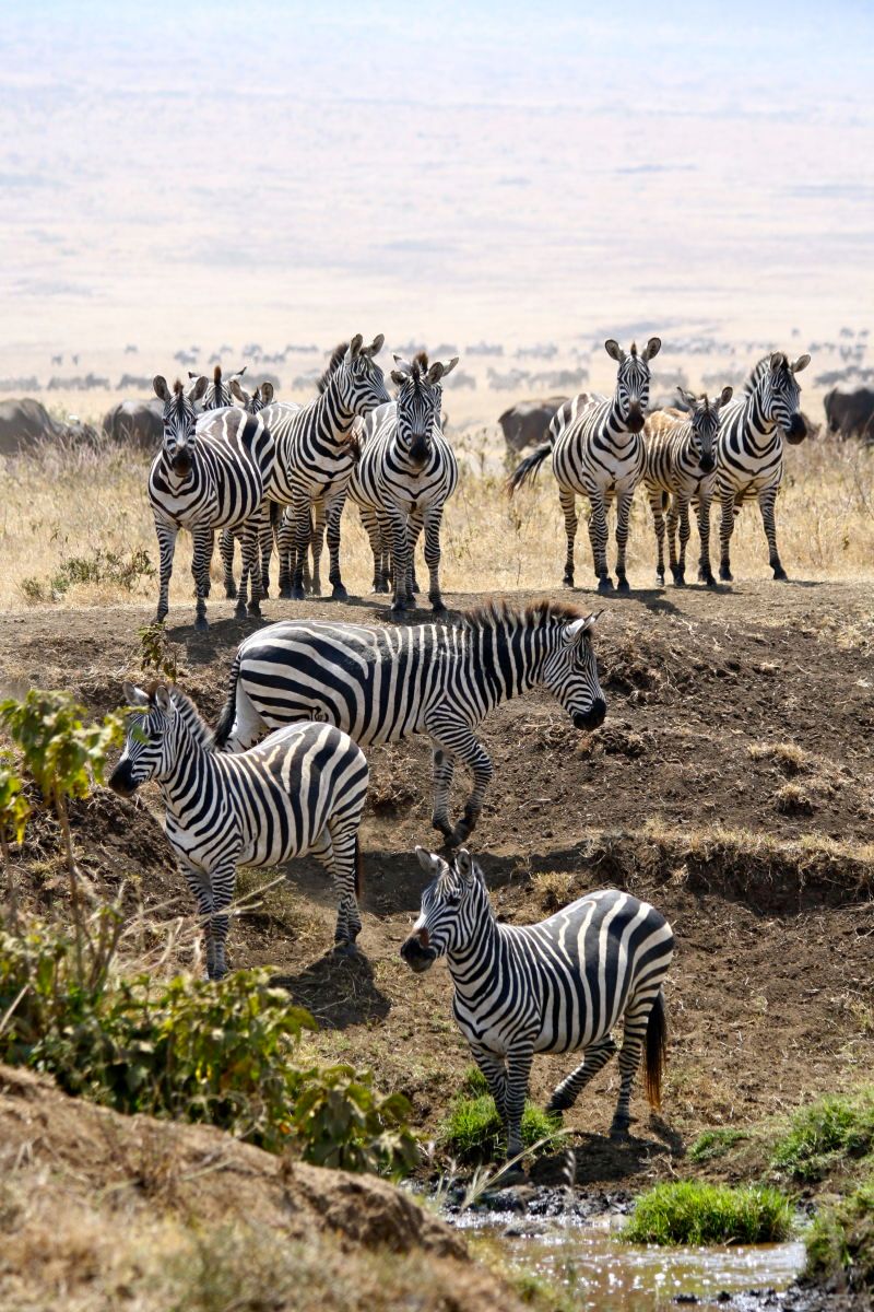 Africa - Coral Keegan