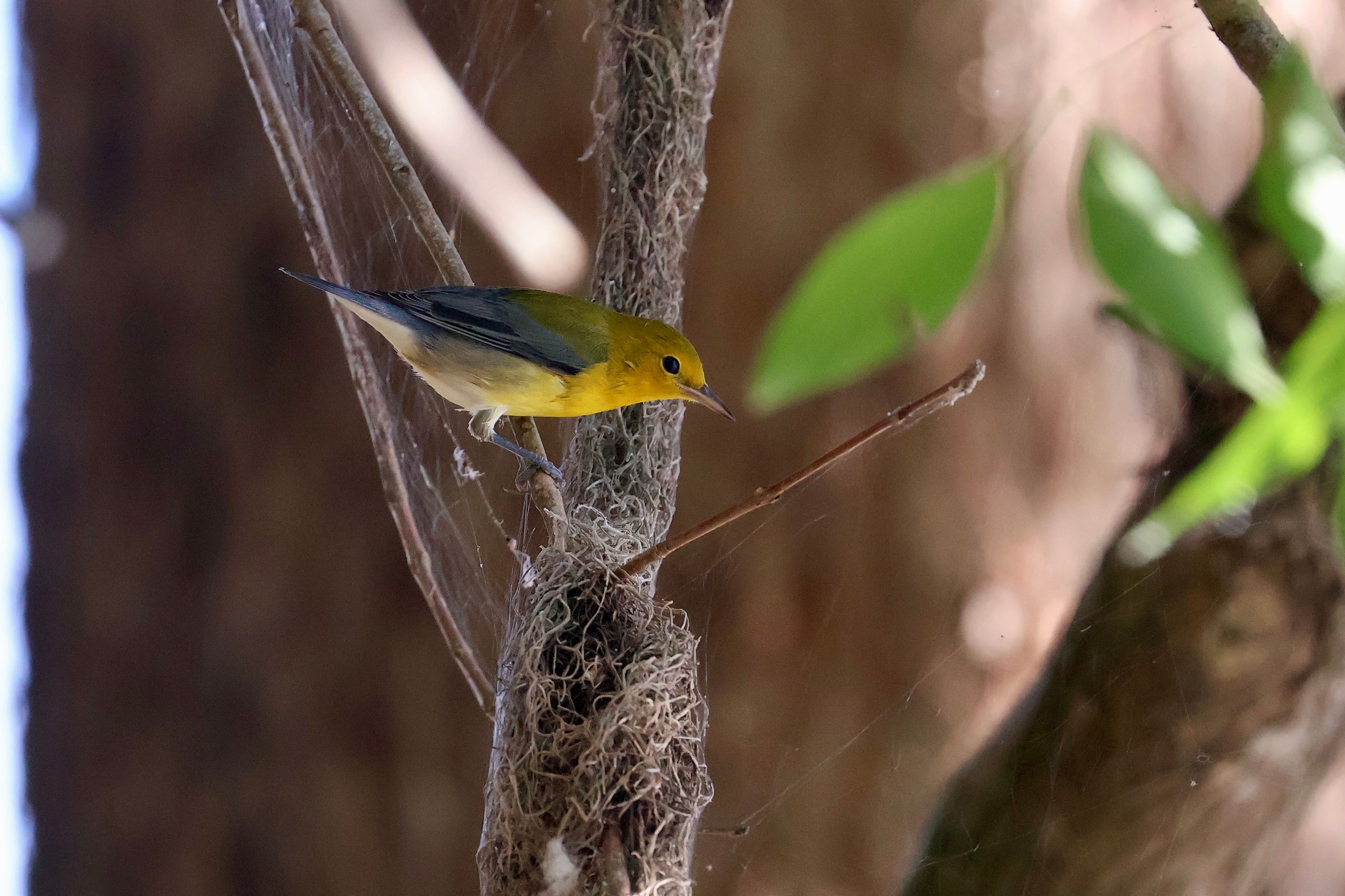 ProthonotaryWarbler_IMG_5184.jpeg