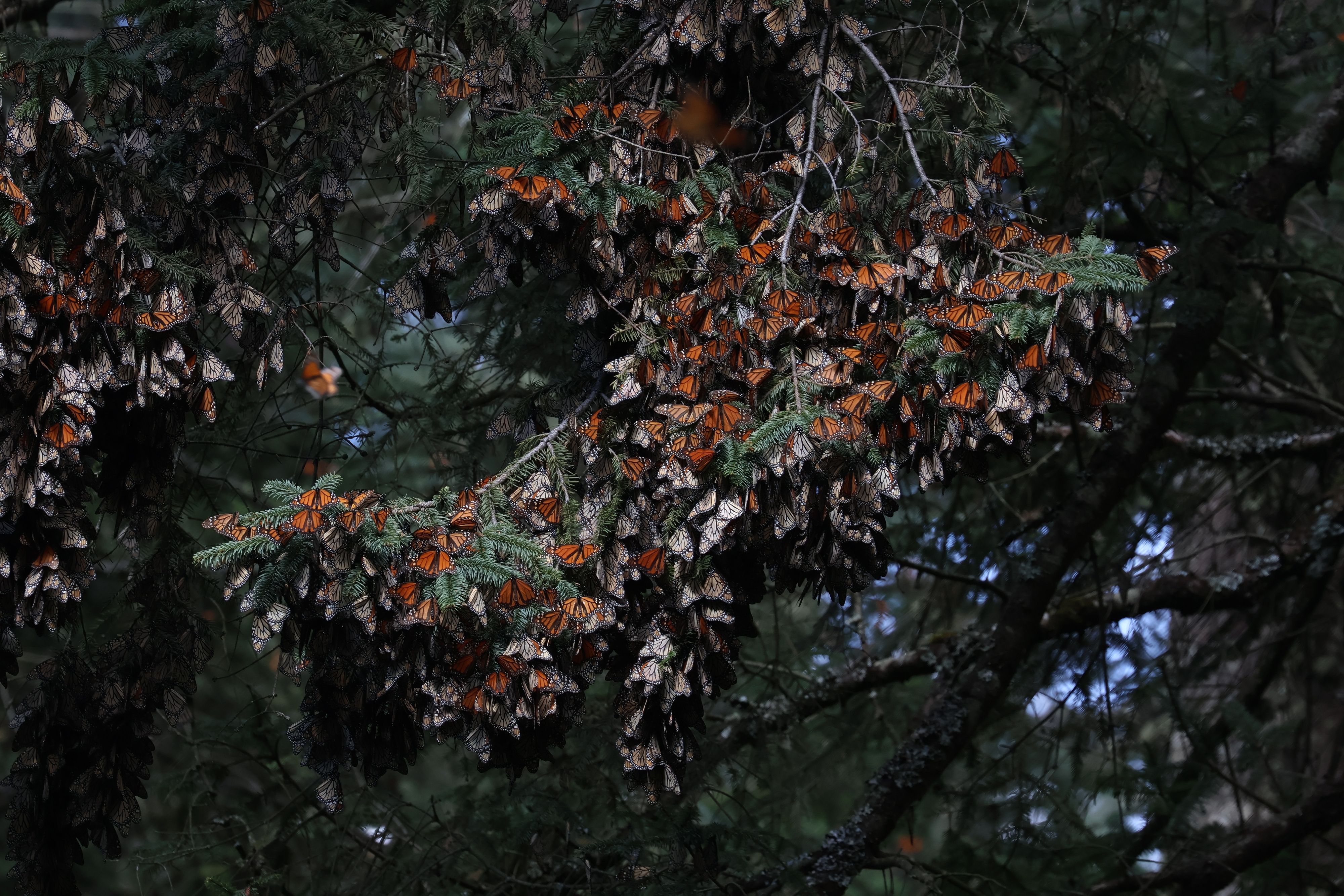Monarchs1_IMG_9596.JPG
