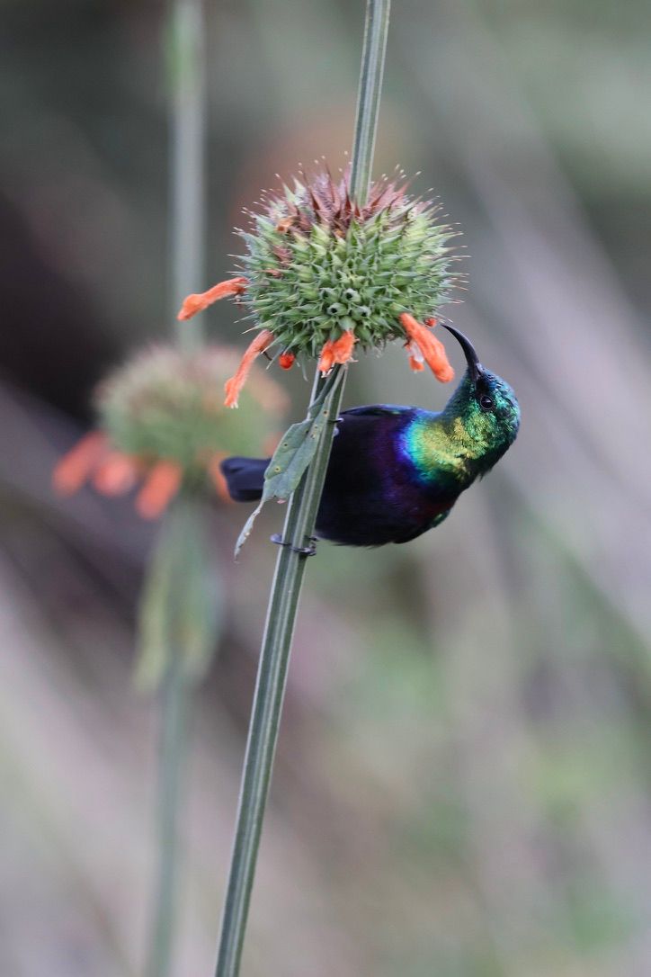 1220EC8A-09F3-4A7A-BADF-2F72C2E77866_1_105_c.jpeg