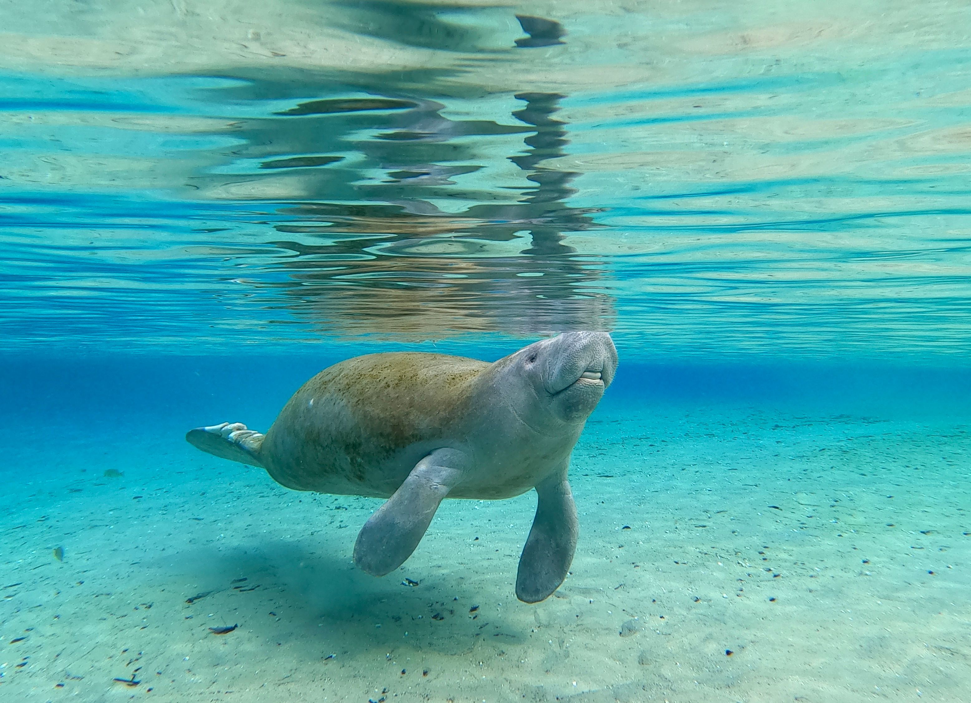 Manatee1_GOPR2584.JPG