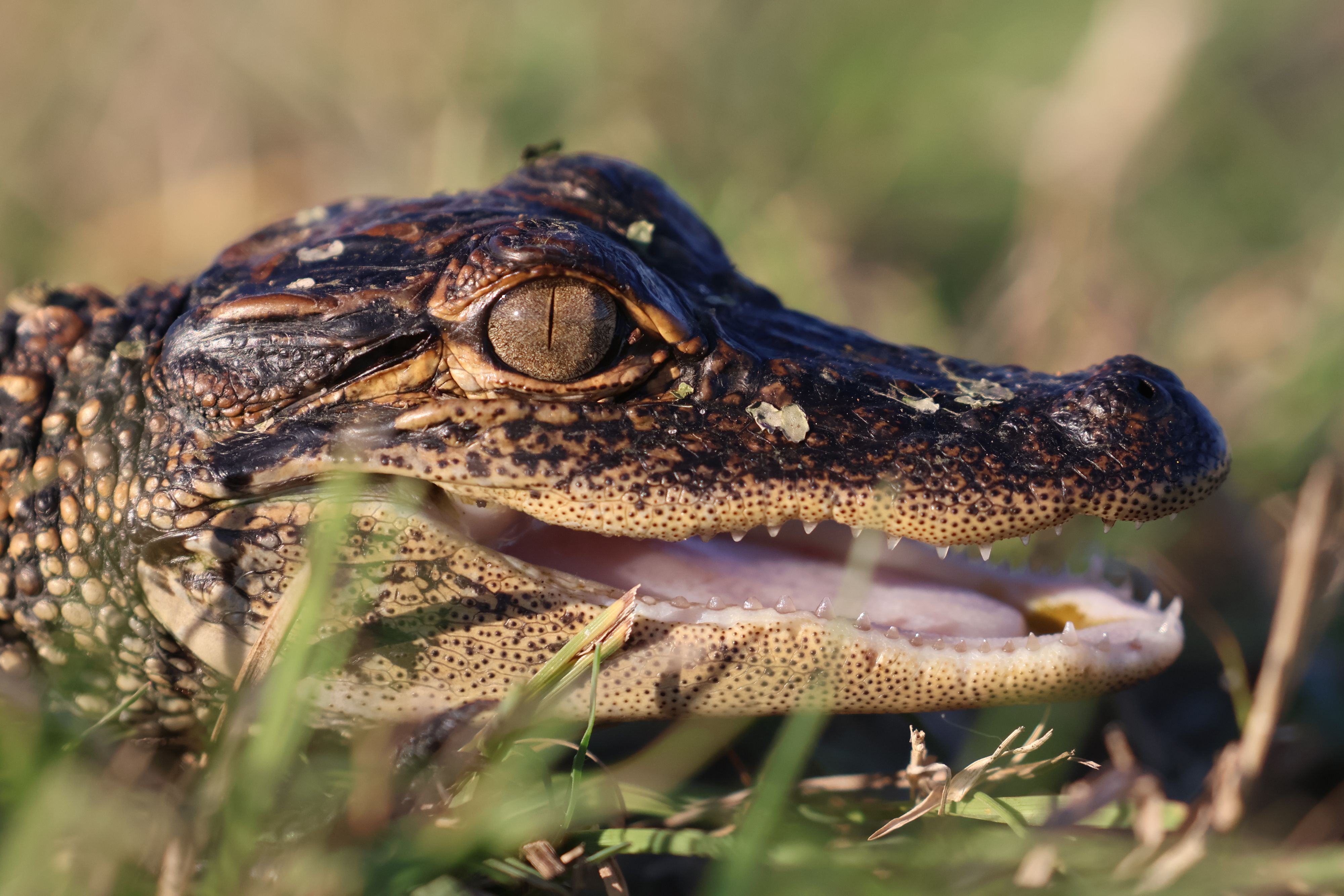 BabyGator_IMG_6226.JPG