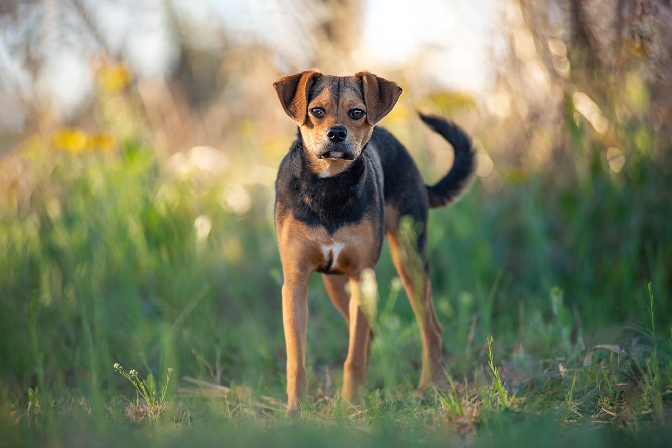 Outdoor dog portrait