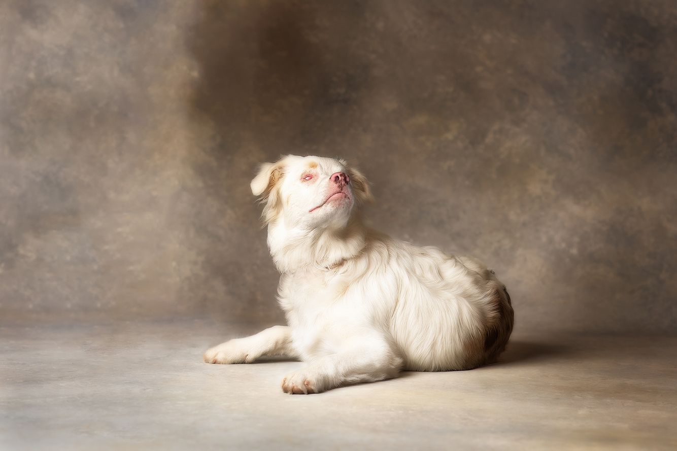 Studio dog portrait