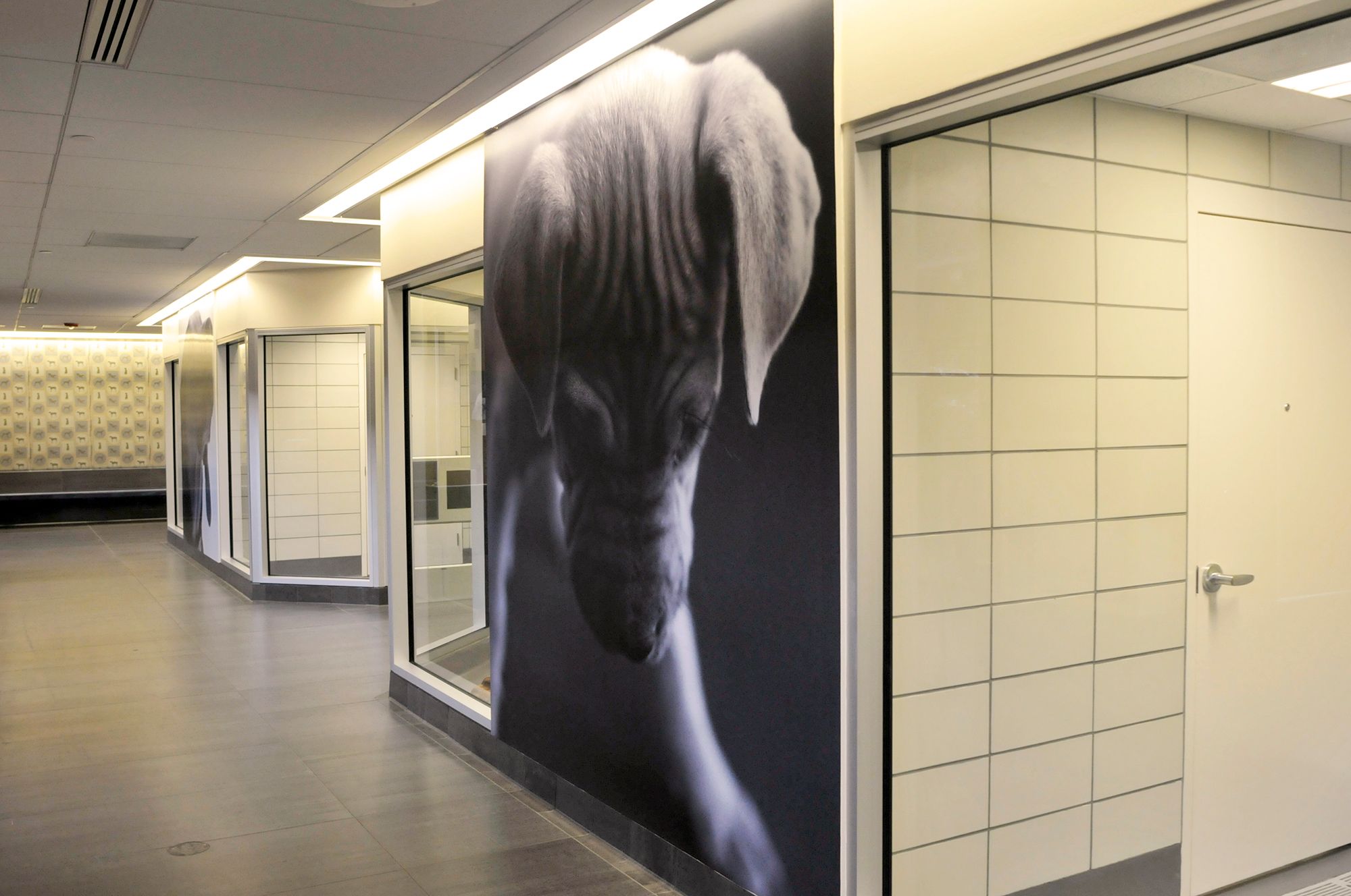 The dog rooms at the Jan Rees-Jones Animal Care Center