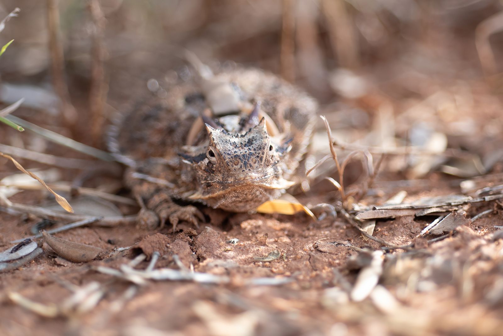 Texas Horned Lizard conservation project at the at White Ranch.