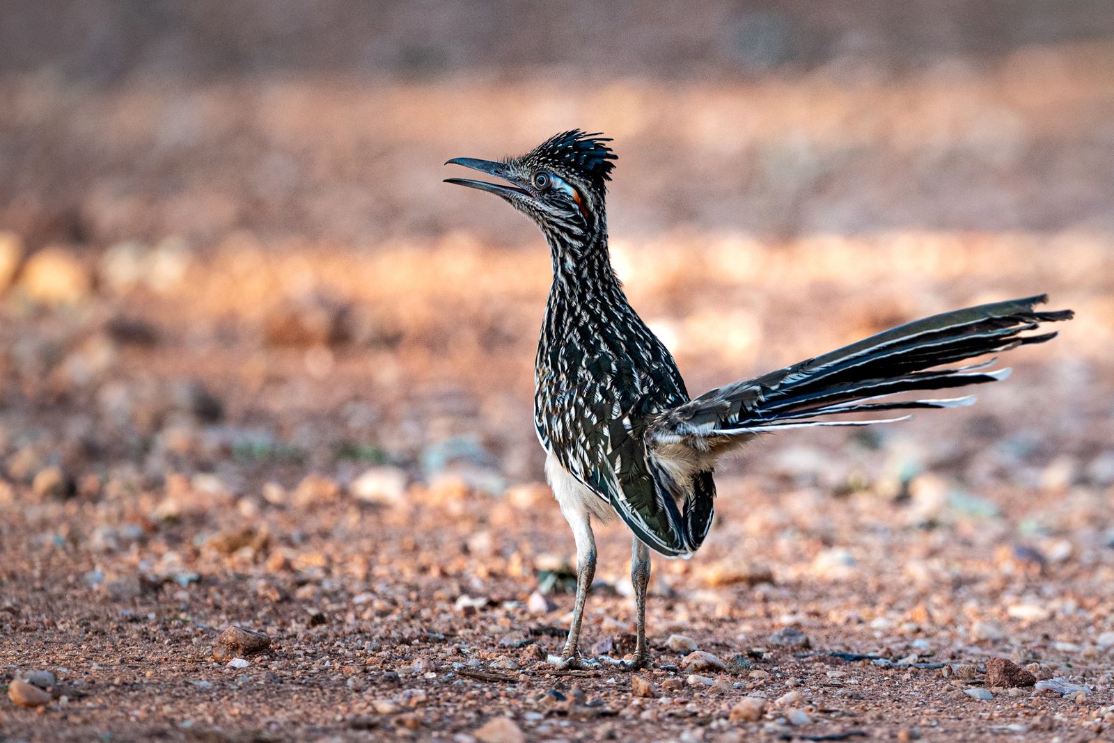 The Greater Roadrunner