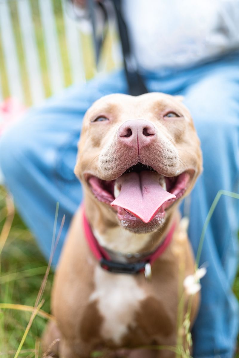 Happy Girl American Pit Bull smiling