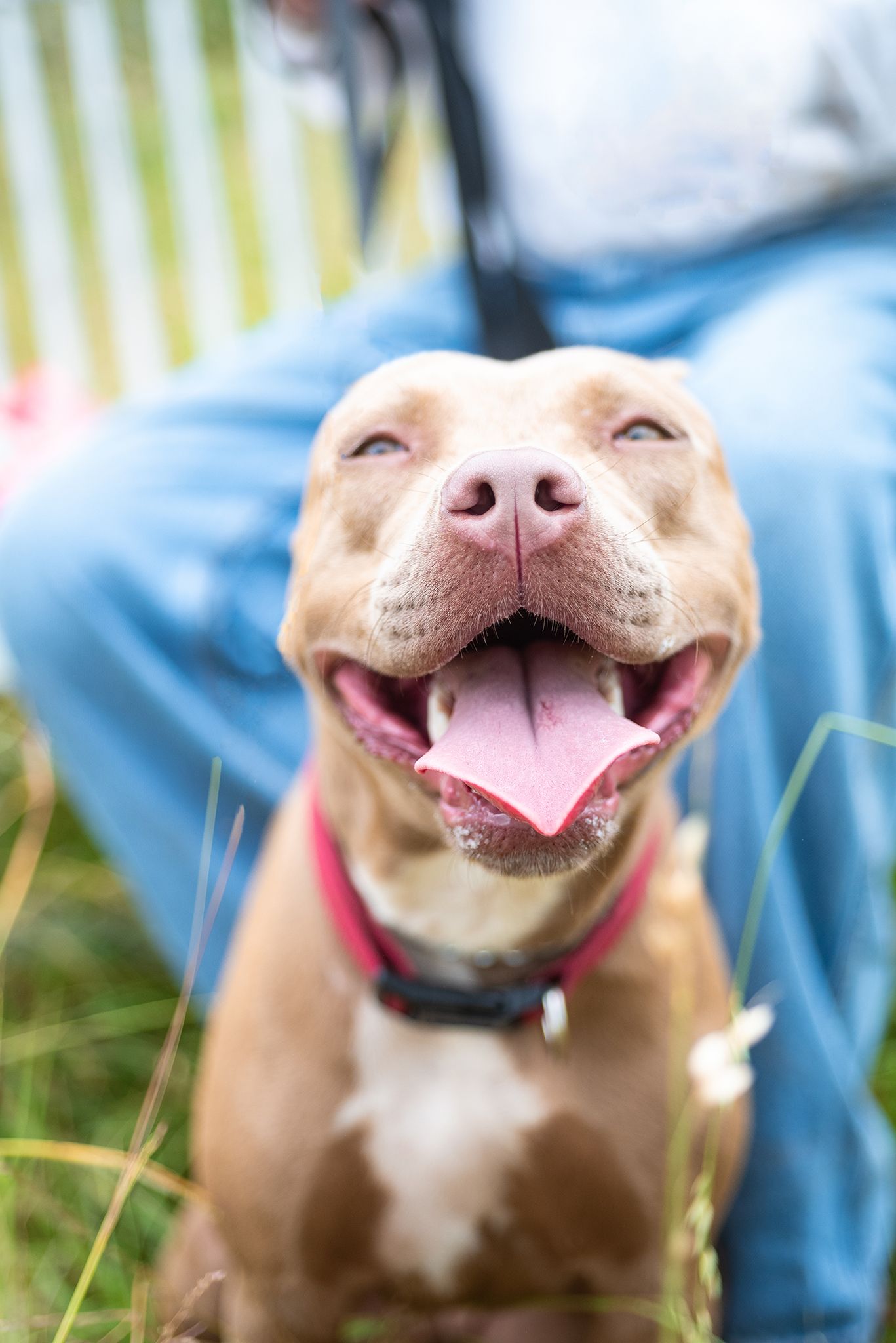 American Pit Bull smiling