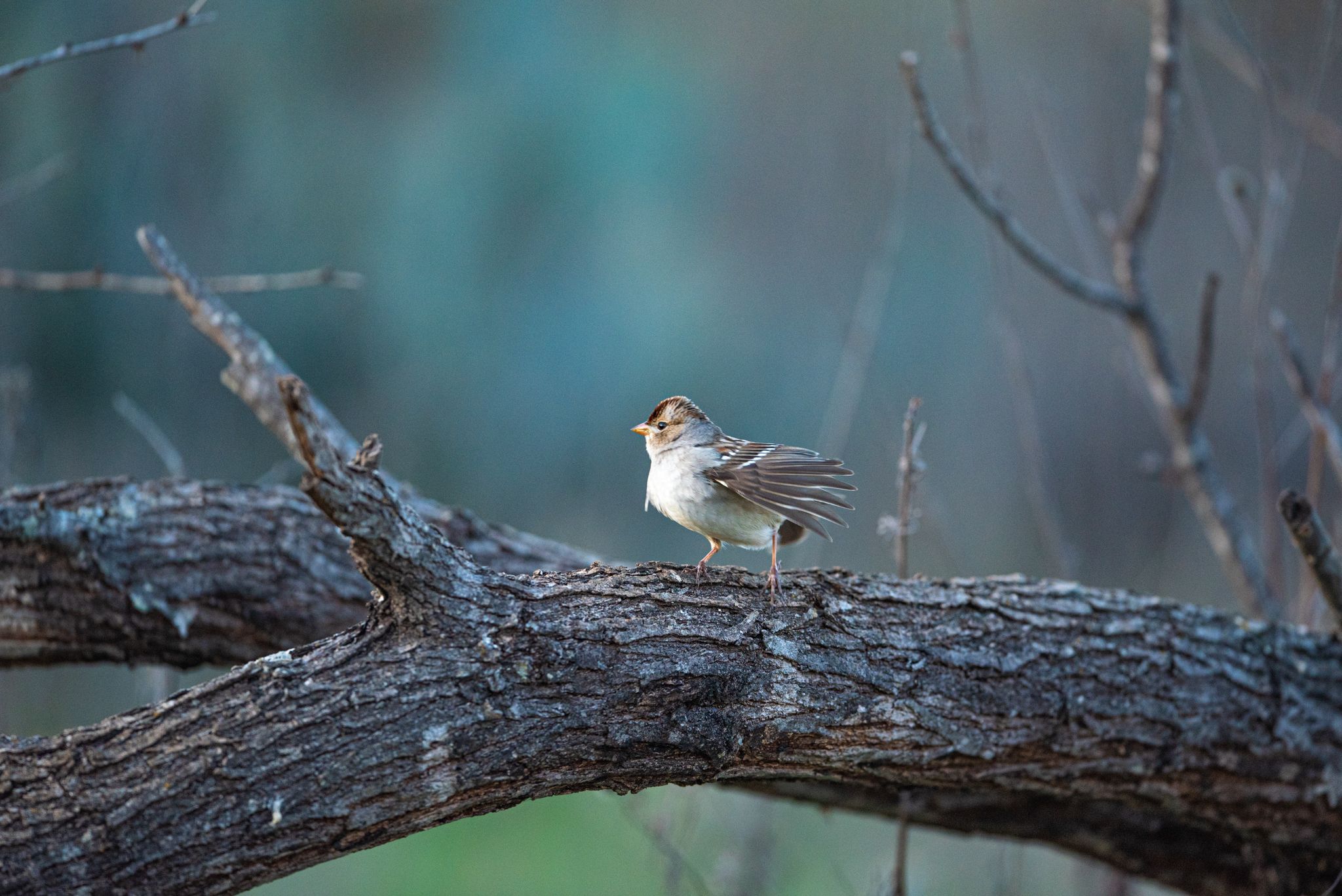 A Swainson's Warbler on a tree