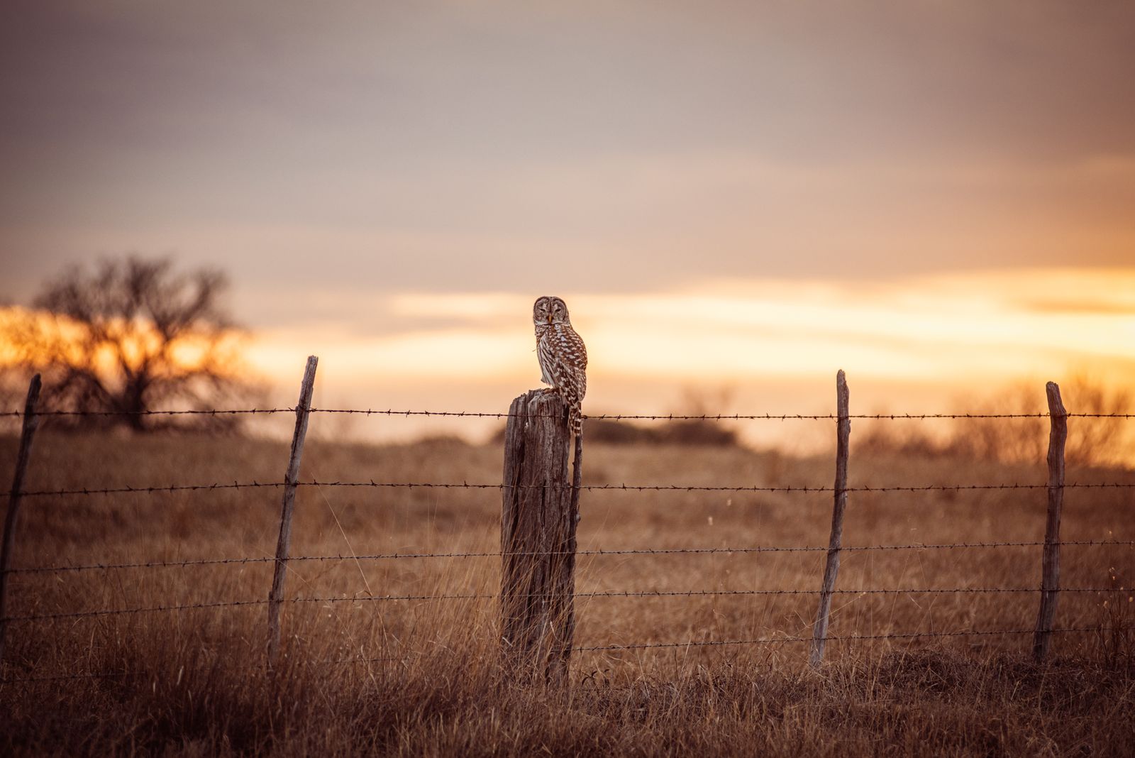 barredowl-101.jpg