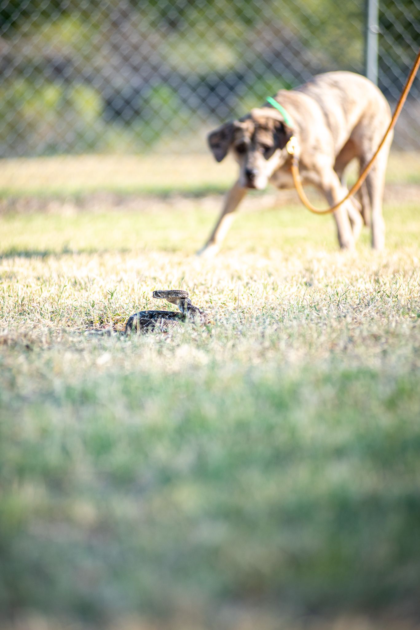 A dog and a rattle snake in the grass