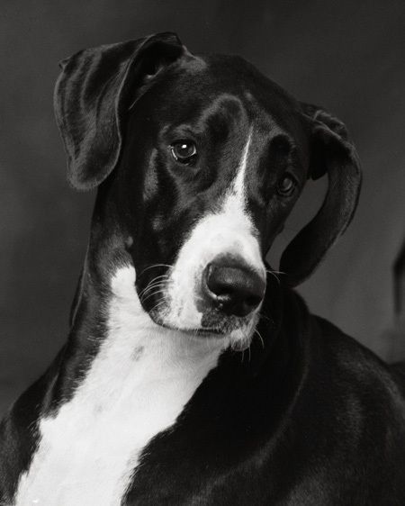 Great Dane Portrait