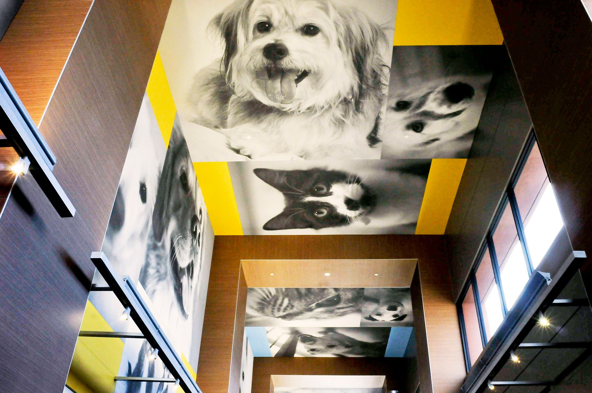 Photography on the ceilings and walls of The SPCA of North Texas