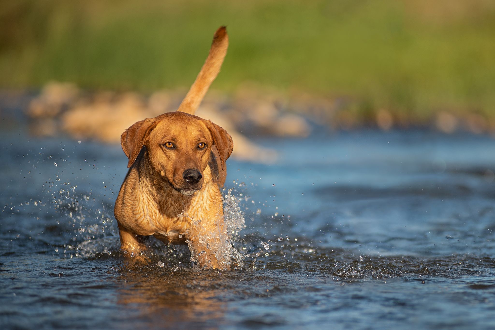 The hunting dog in the water