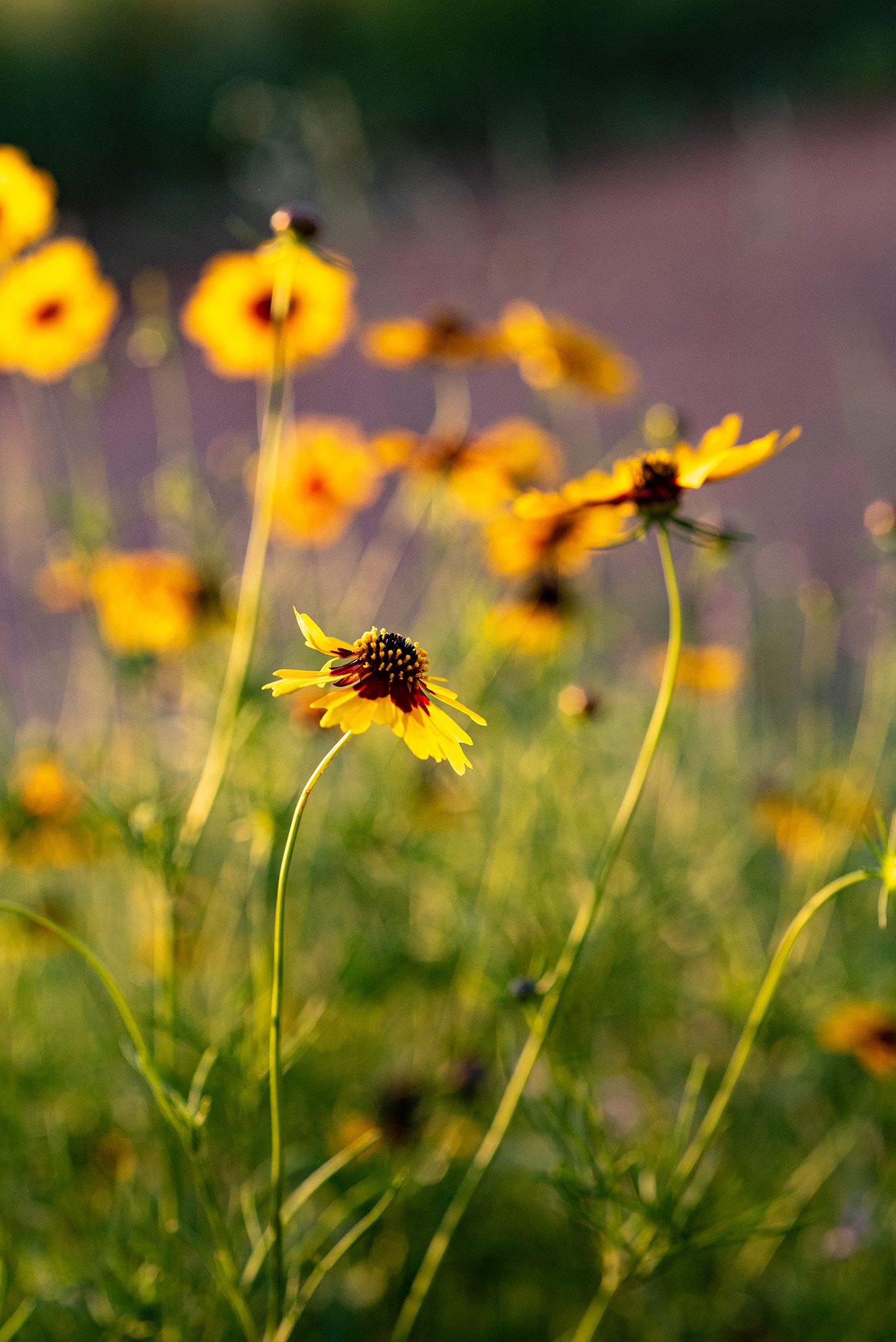 Mason Texas wildflower 