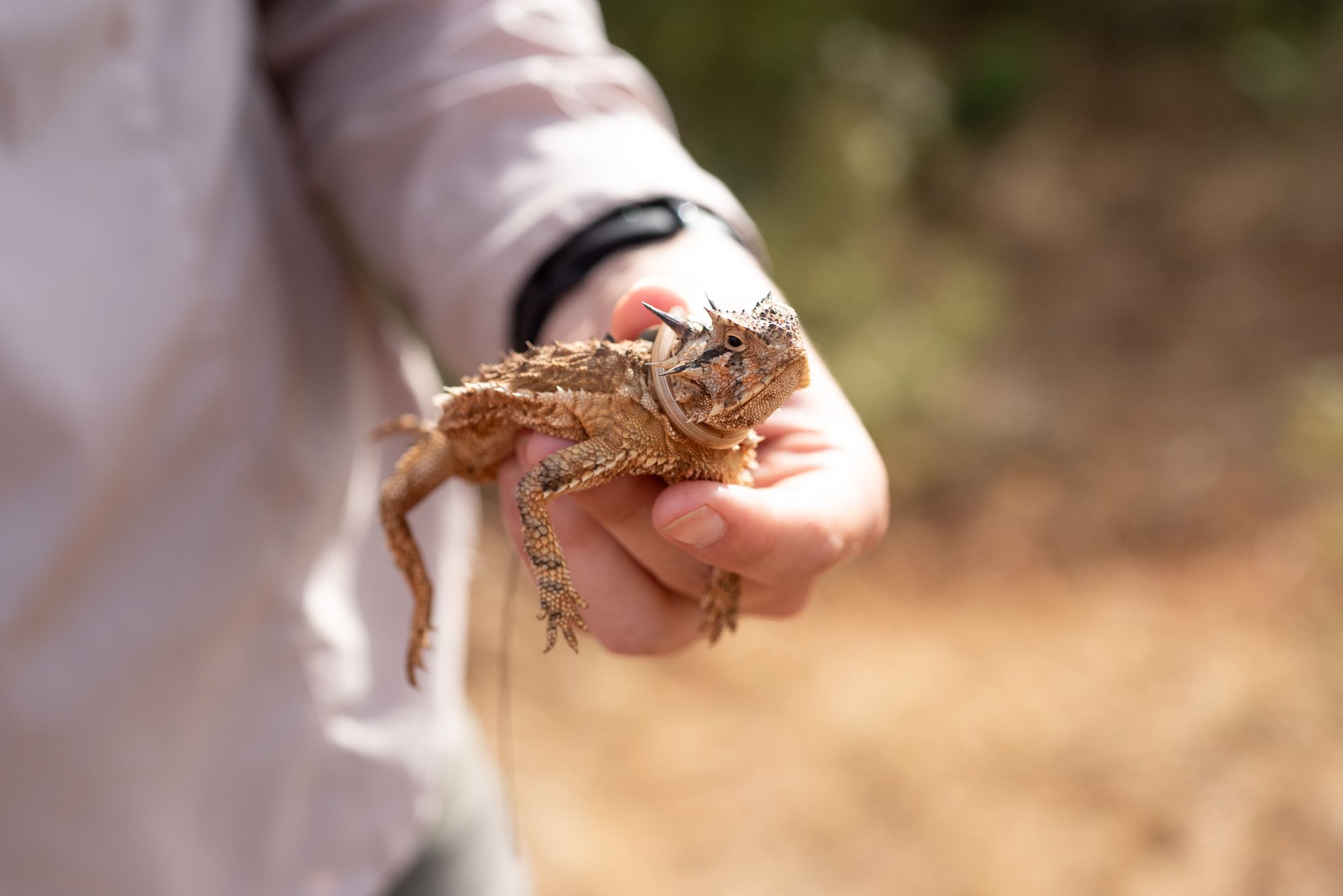 A Biology Ph.D student holding a Texas horned lizard