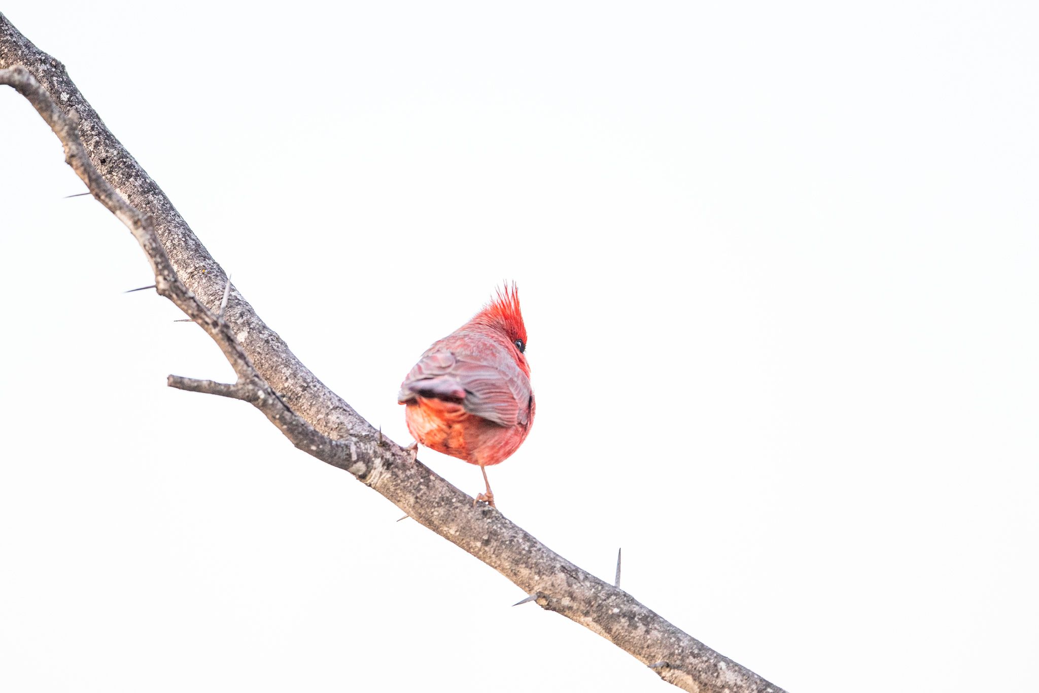 A cardinal sitting on a mesquite tree branch